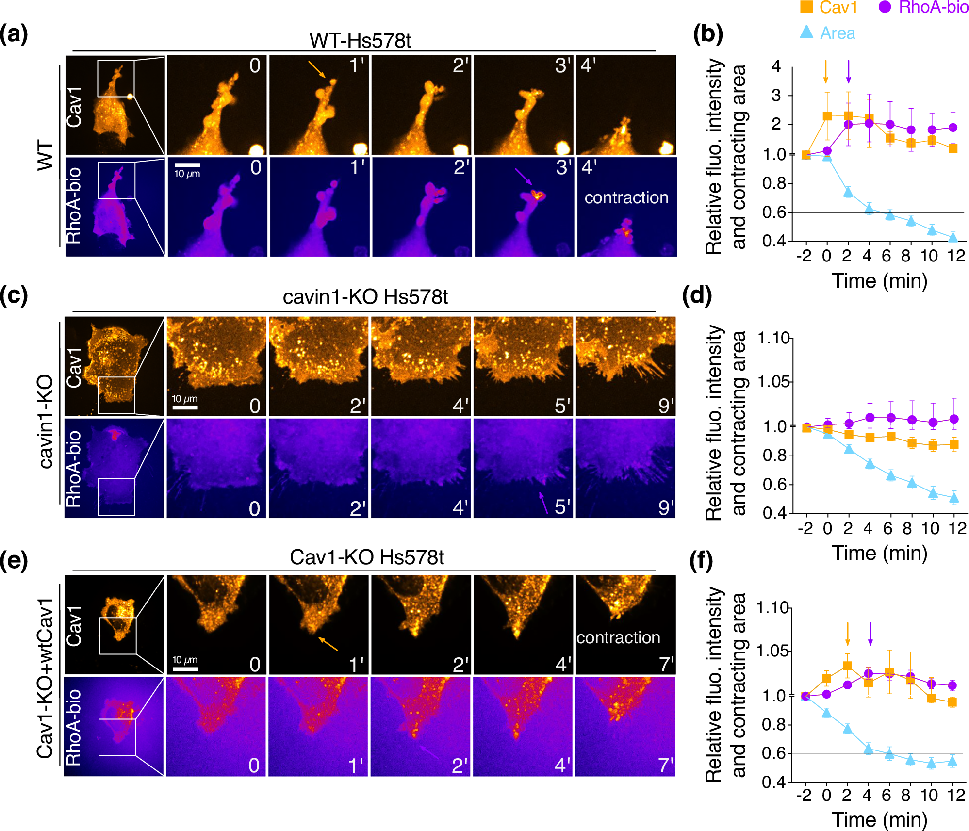 Fig. 7: Caveolae assembly precedes RhoA activation at contraction sites.