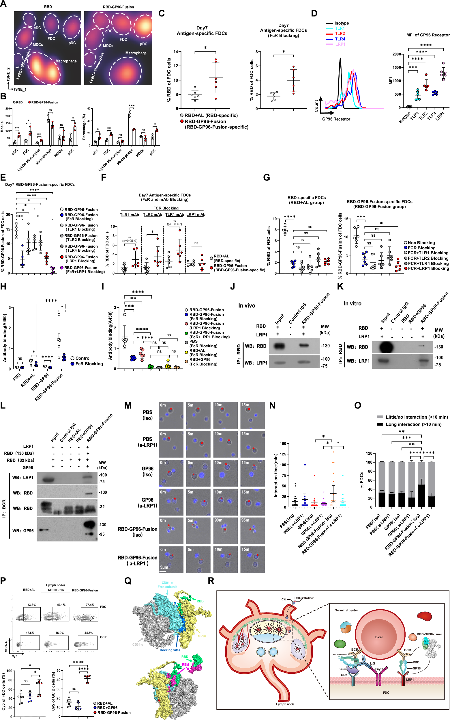 Fig. 4: RBD-GP96-Fusion vaccines generate alternative antigen retention mechanisms in GCs via GP96 and FDCs.