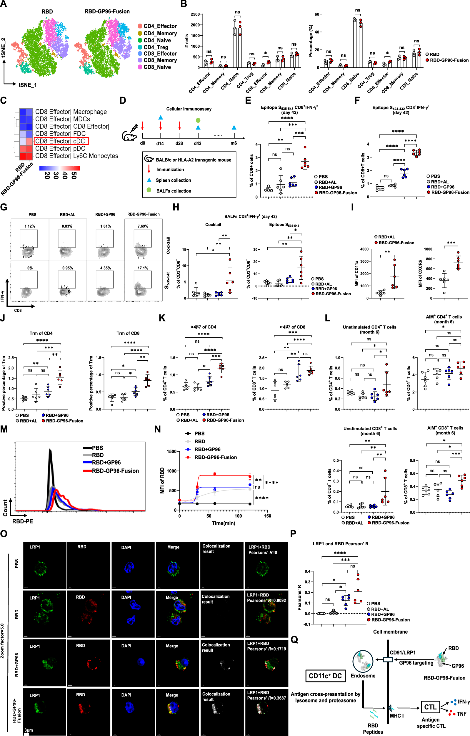 Fig. 5: RBD-GP96-Fusion vaccines induce broad and long-lasting T cell responses by enhancing the targeting of DC cells.