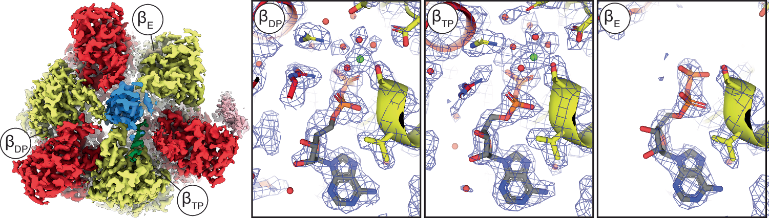 Fig. 3: Nucleotide binding in the F1-ATPase.
