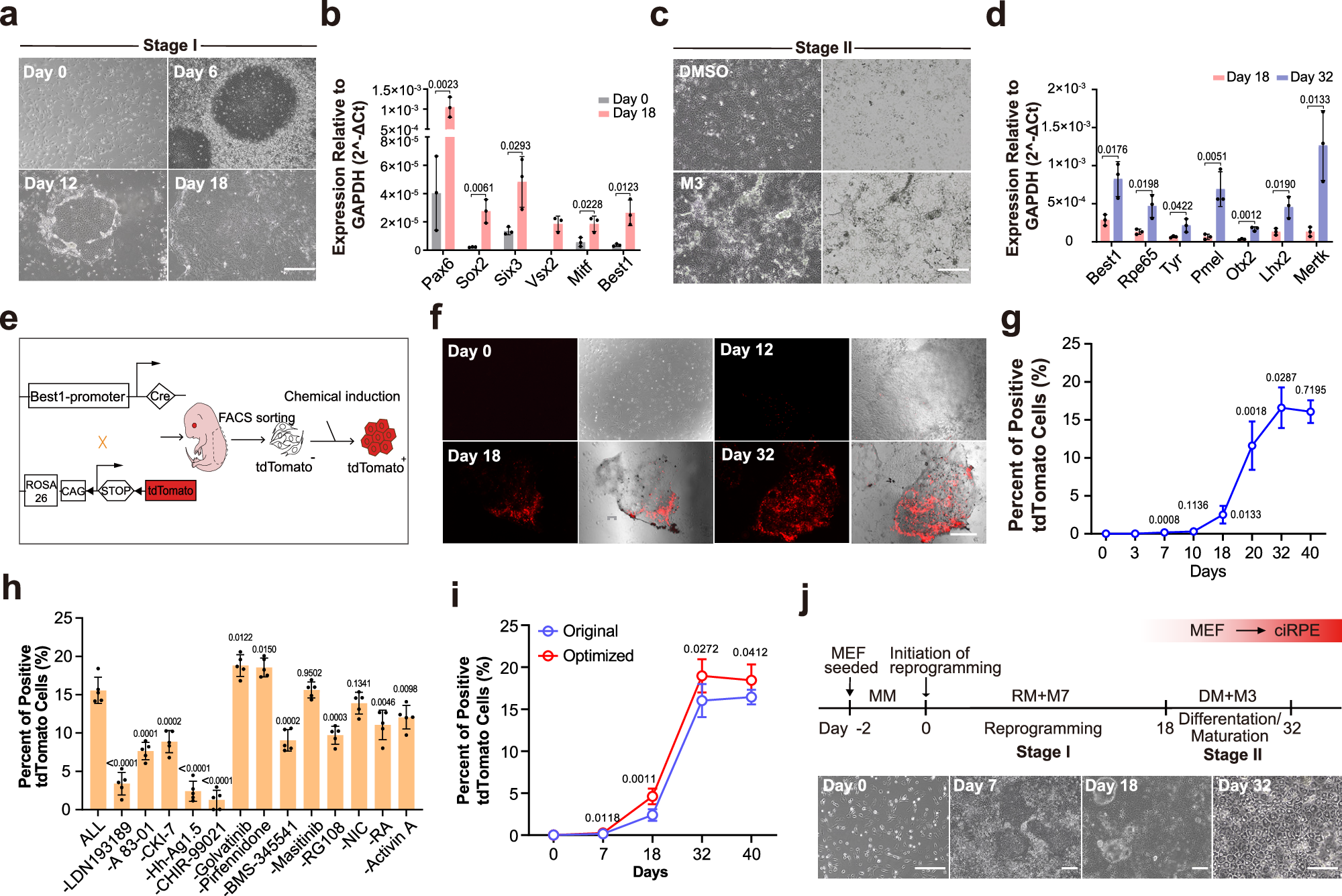 Fig. 2: Establishment of a two-stage chemical reprogramming strategy to generate ciRPE cells.