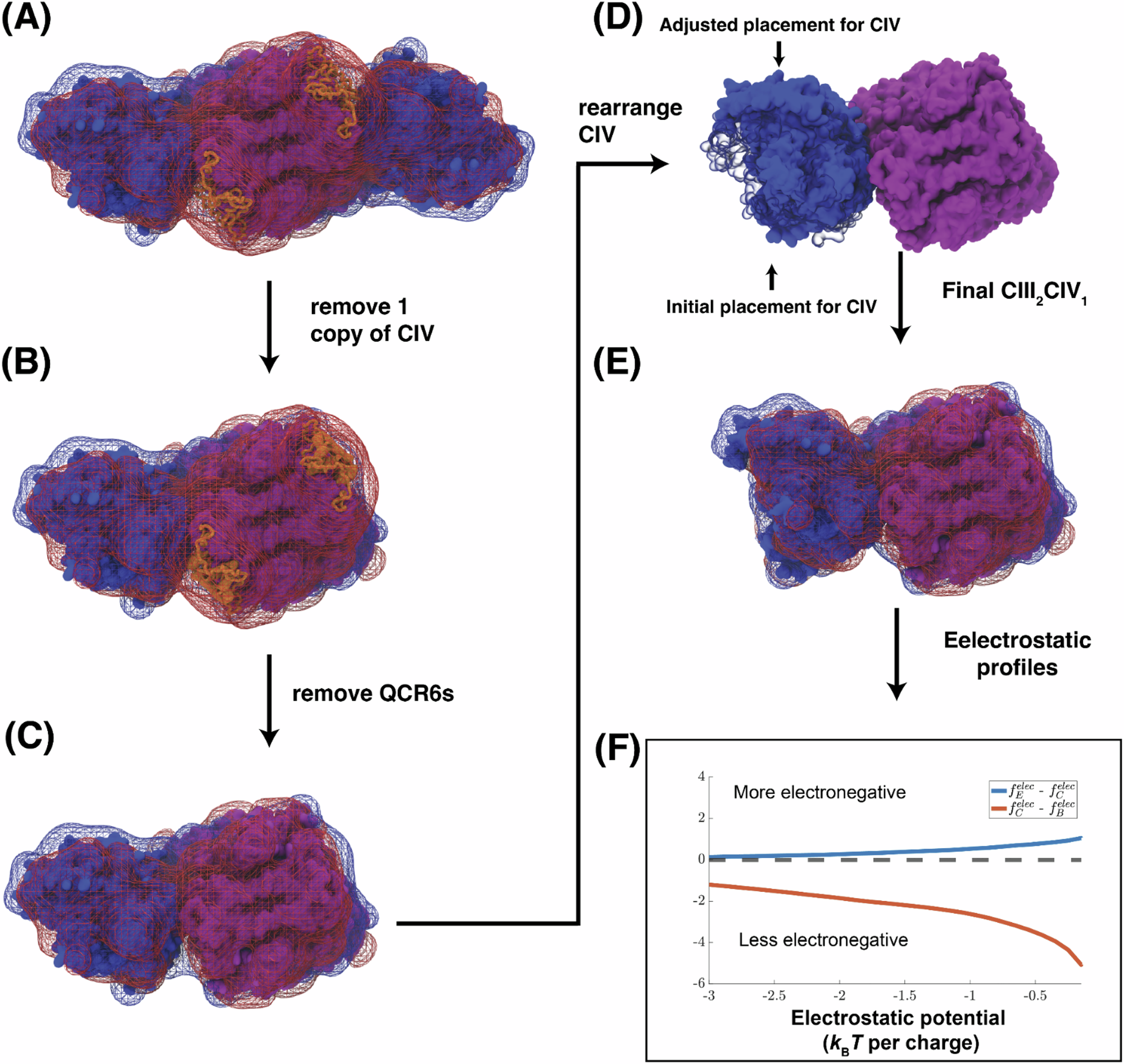 Fig. 6: Electrostatic reorganization from CIII2CIV2 to CIII2CIV1 supercomplex upon QCR6 deletion.