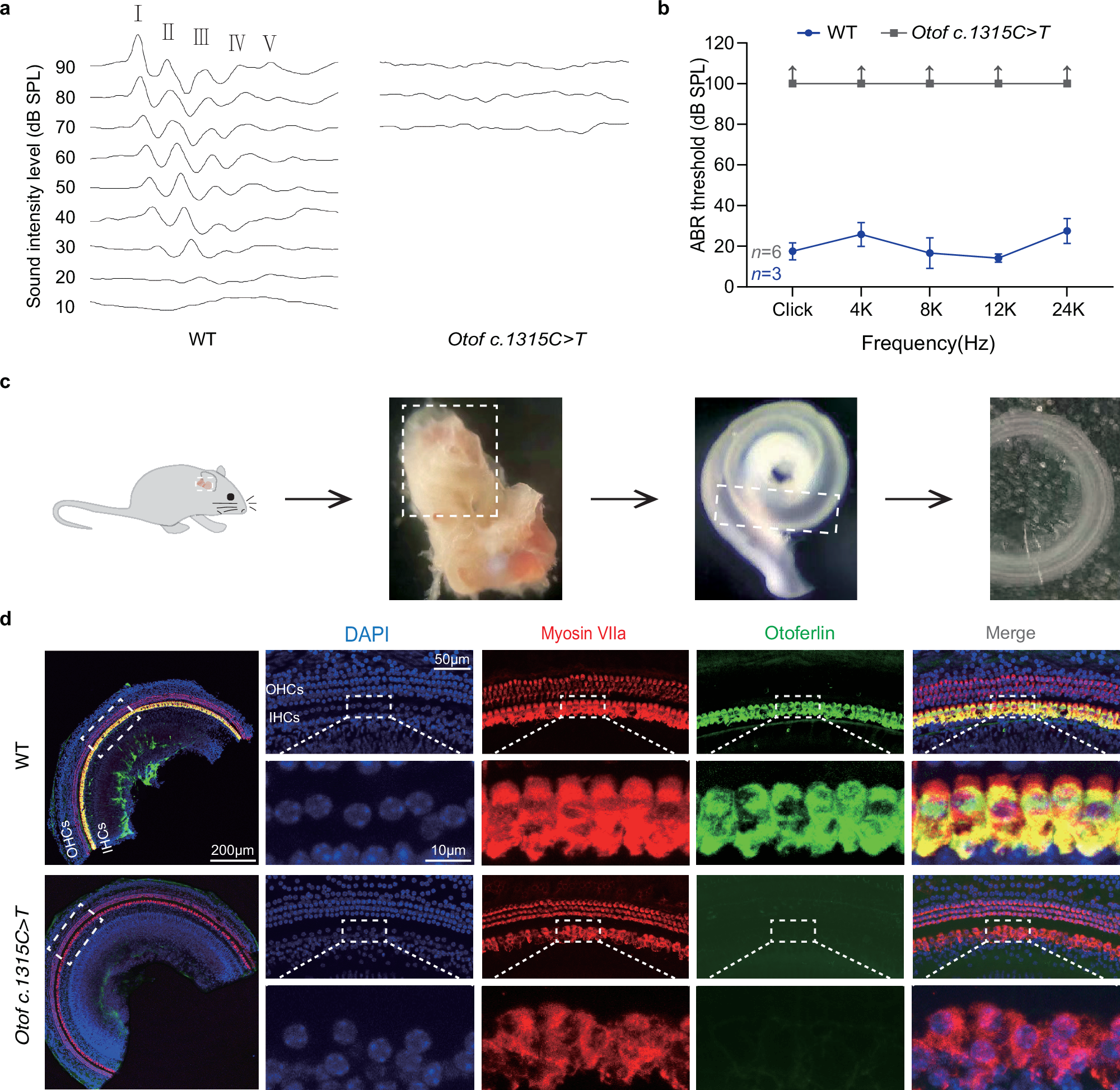 Fig. 2: Functional and immunostained evaluation of Otof c.1315 C > T (p.R439*) mice.