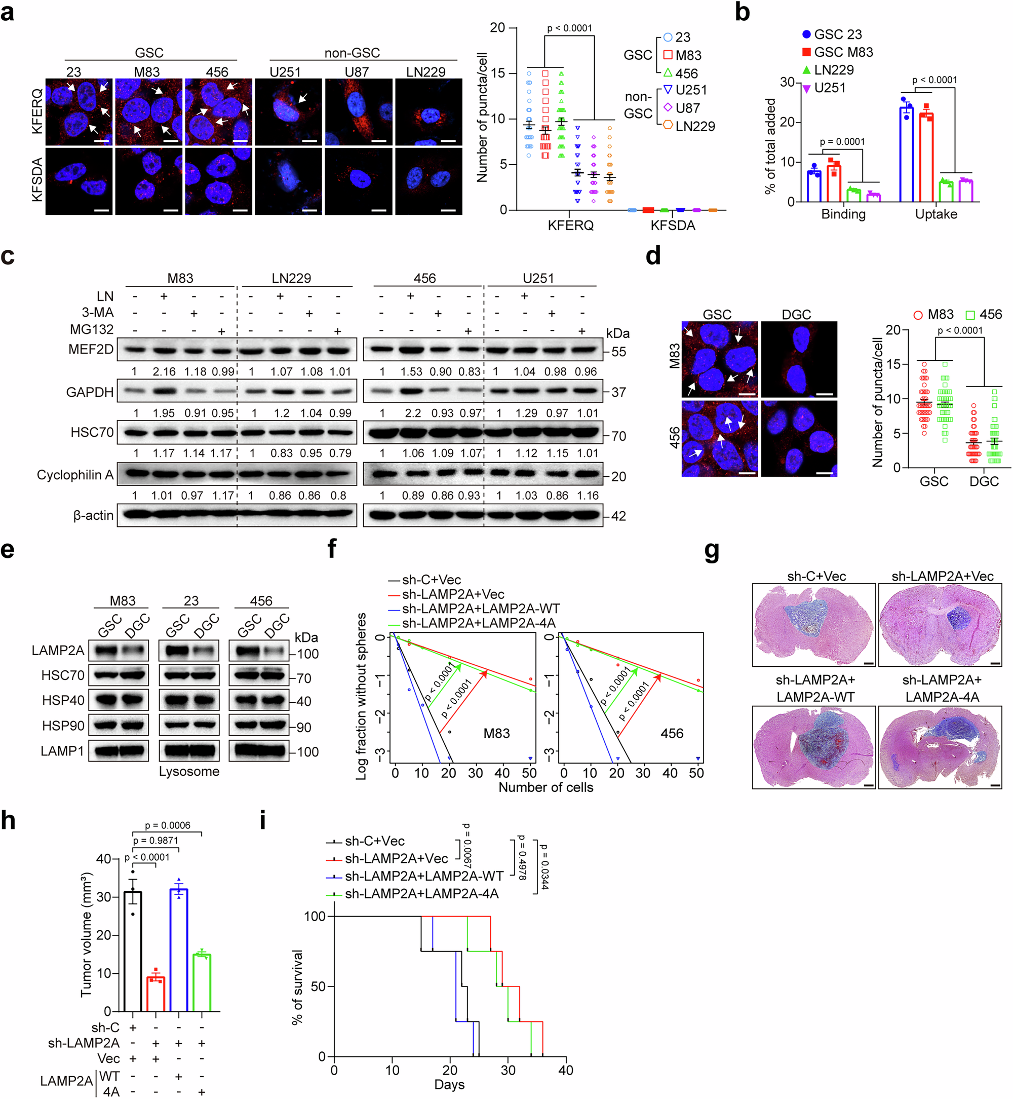 Targeting chaperone-mediated autophagy inhibits properties of glioblastoma  stem cells and restores anti-tumor immunity | Nature Communications
