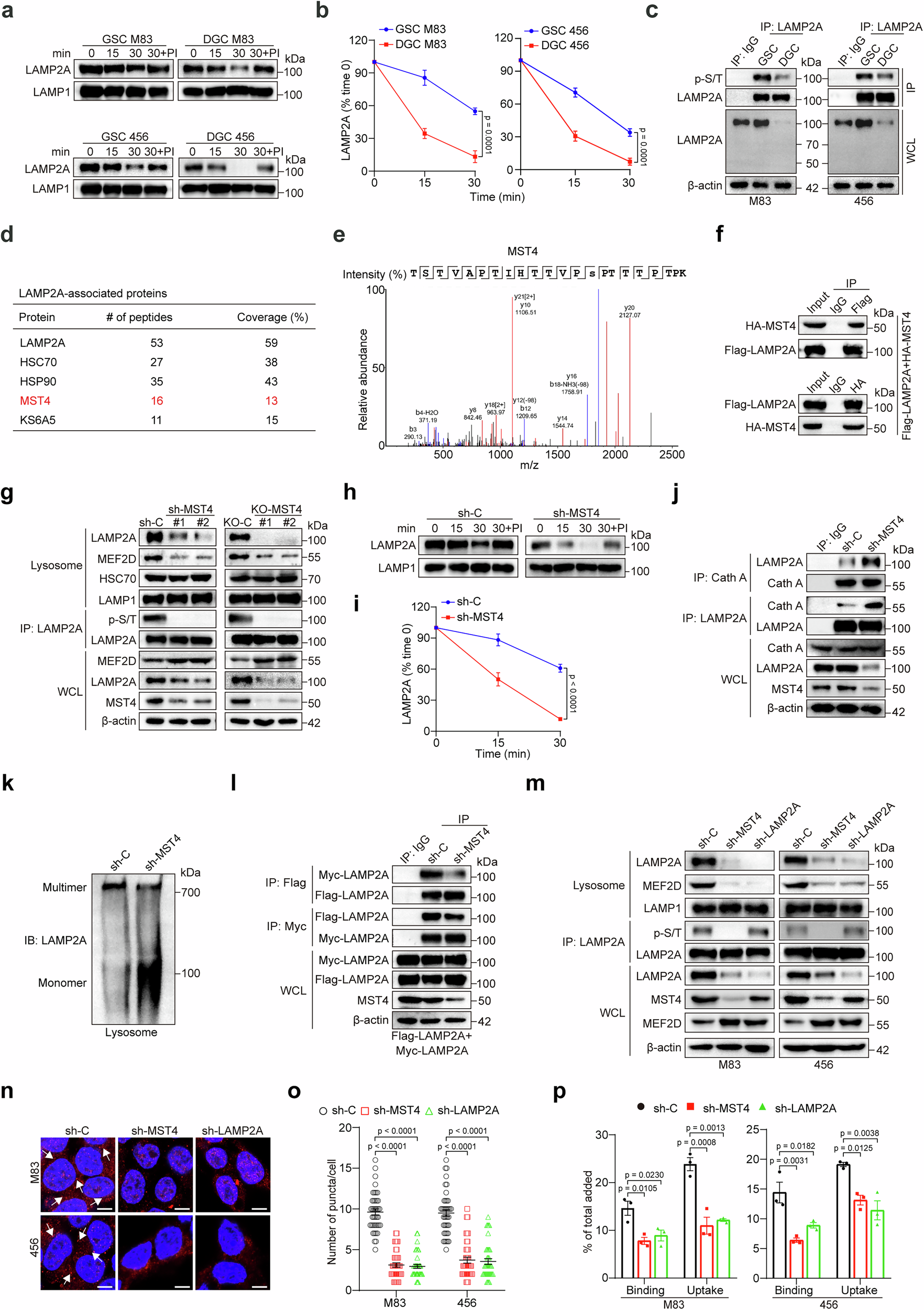 Fig. 2: MST4 enhances the lysosomal abundance of the CMA regulator LAMP2A.