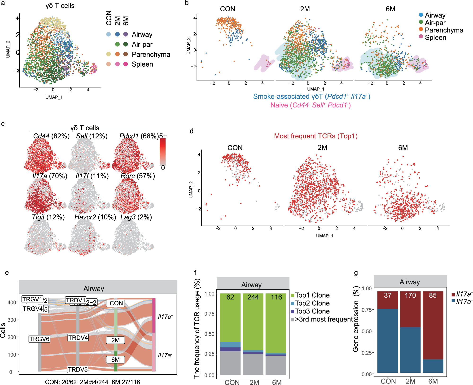 Fig. 4: Effects of tobacco smoke exposure on γδ T cell populations in mice.