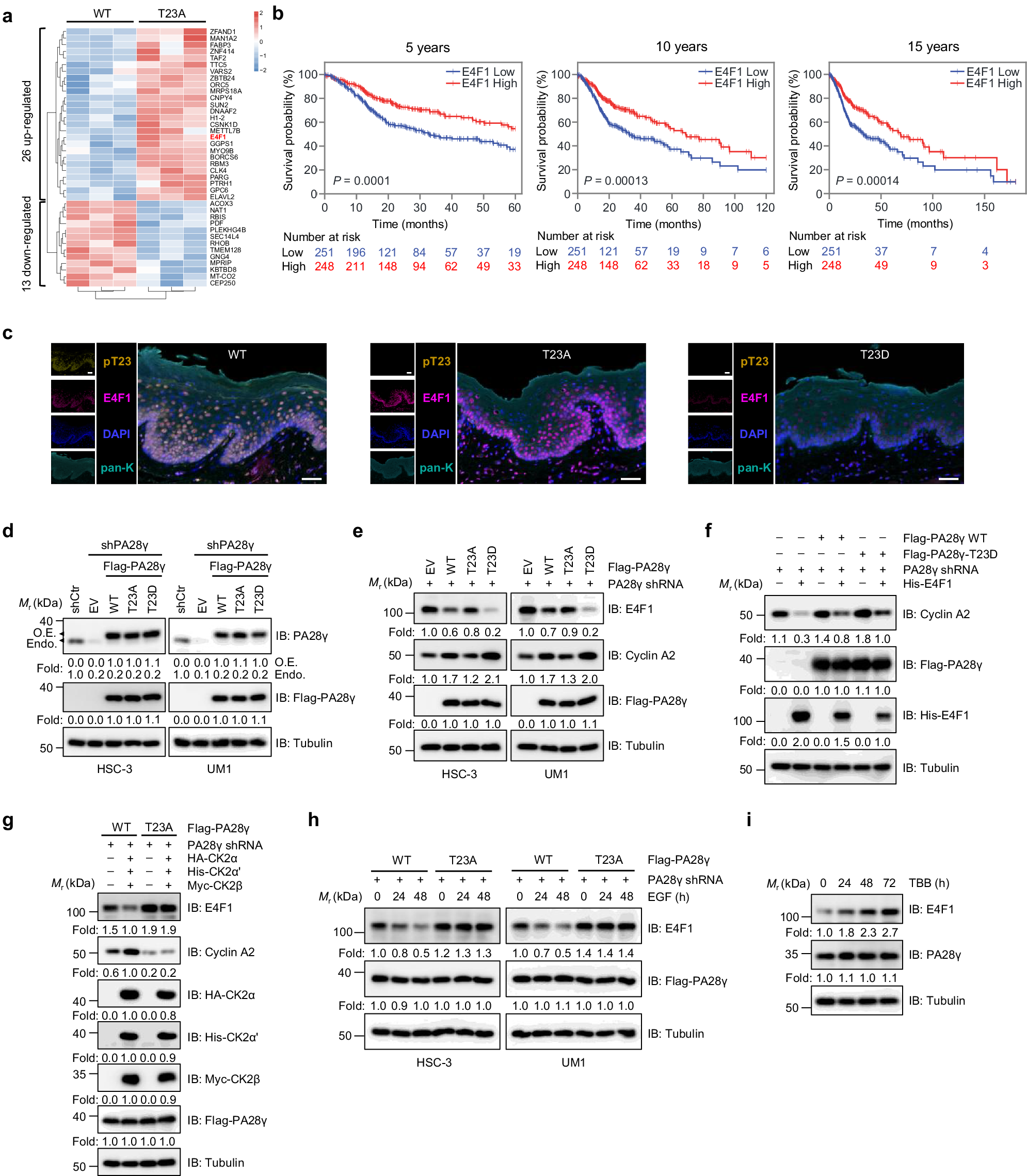 Fig. 4: Phosphorylation of PA28γ-T23 reduces E4F1 protein levels, relieving its transcriptional activity.