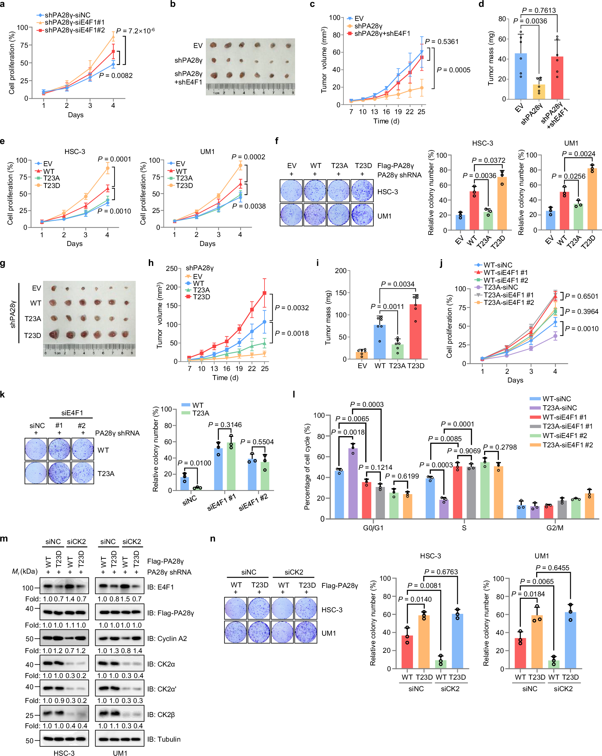 Fig. 7: PA28γ-T23 phosphorylation alters the cell cycle through E4F1 and enhances cell proliferation and growth in HNSCC.