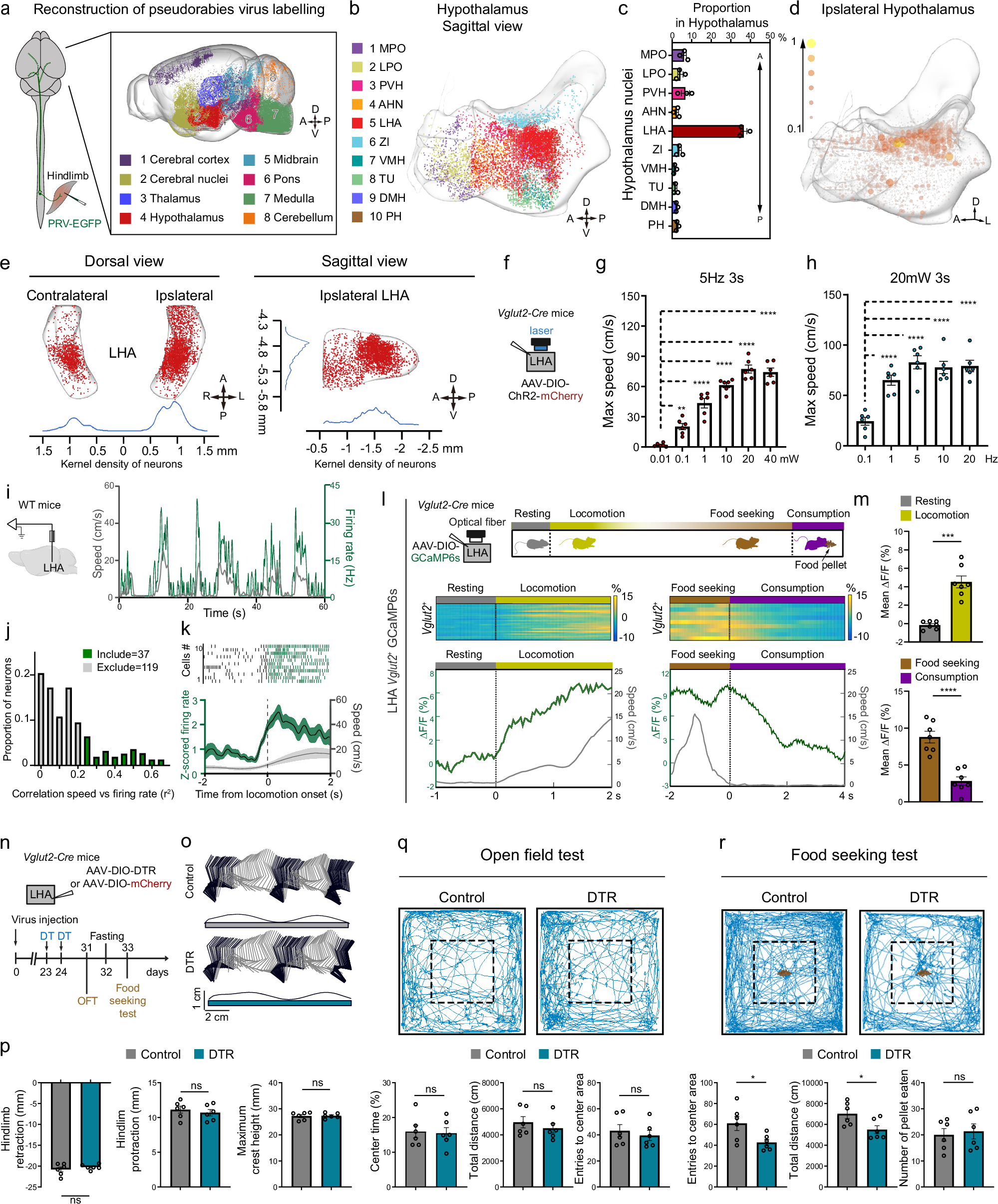 Activation of hypothalamic-pontine-spinal pathway promotes locomotor  initiation and functional recovery after spinal cord injury in mice |  Nature Communications