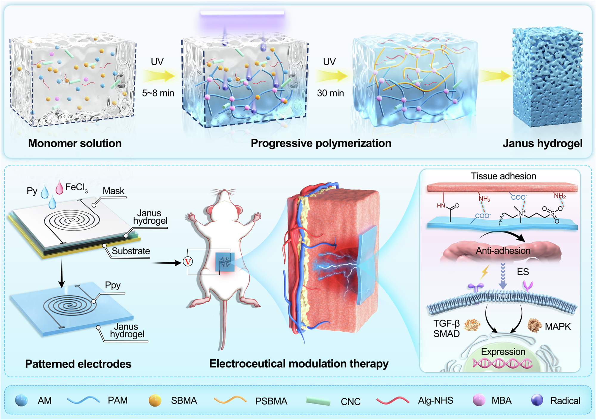 Fig. 1: Schematic illustration of the Janus hydrogel interface fabrication process and electroceutical modulation therapy.