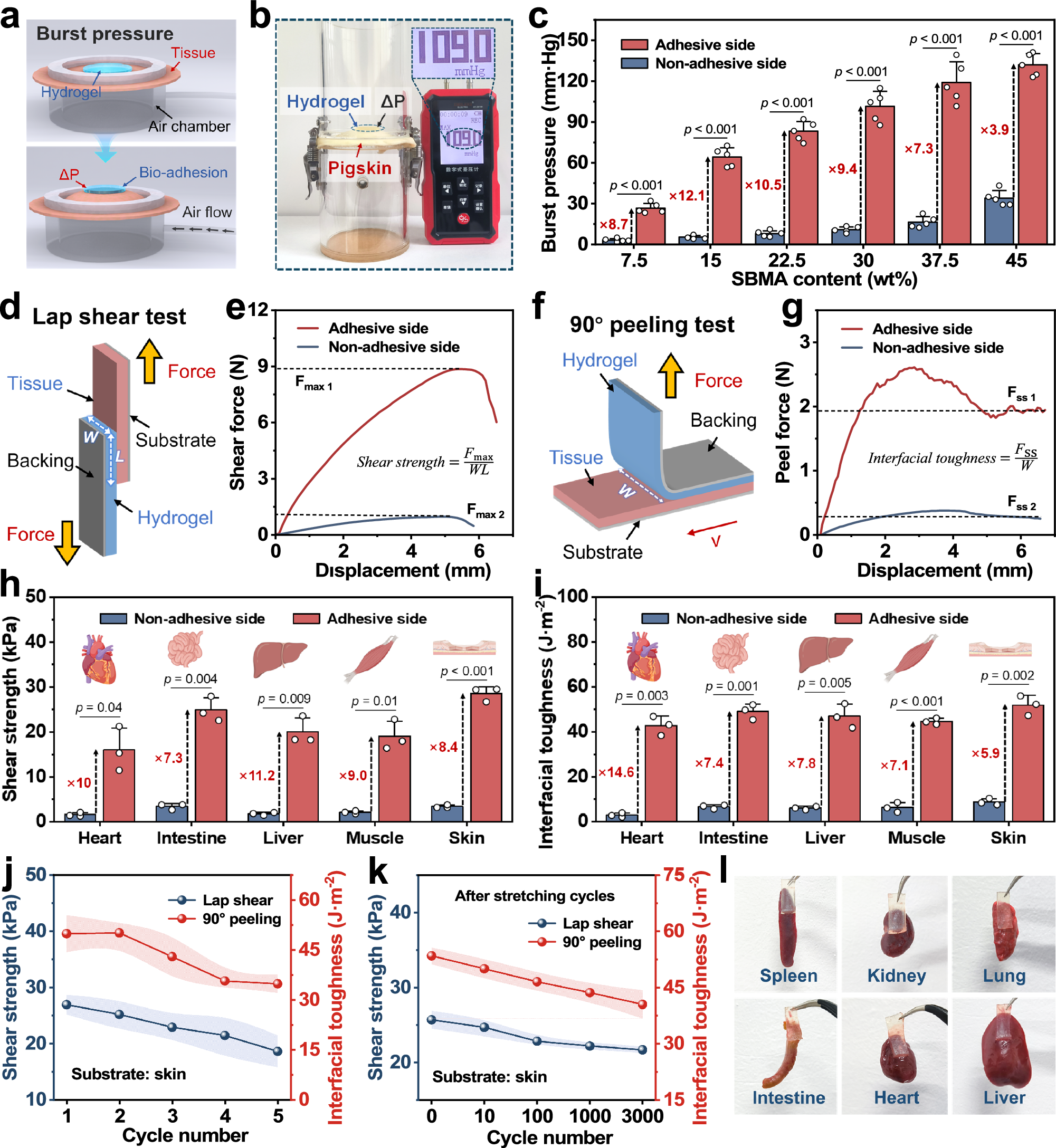 Fig. 4: Asymmetric adhesion performance of Janus hydrogel.