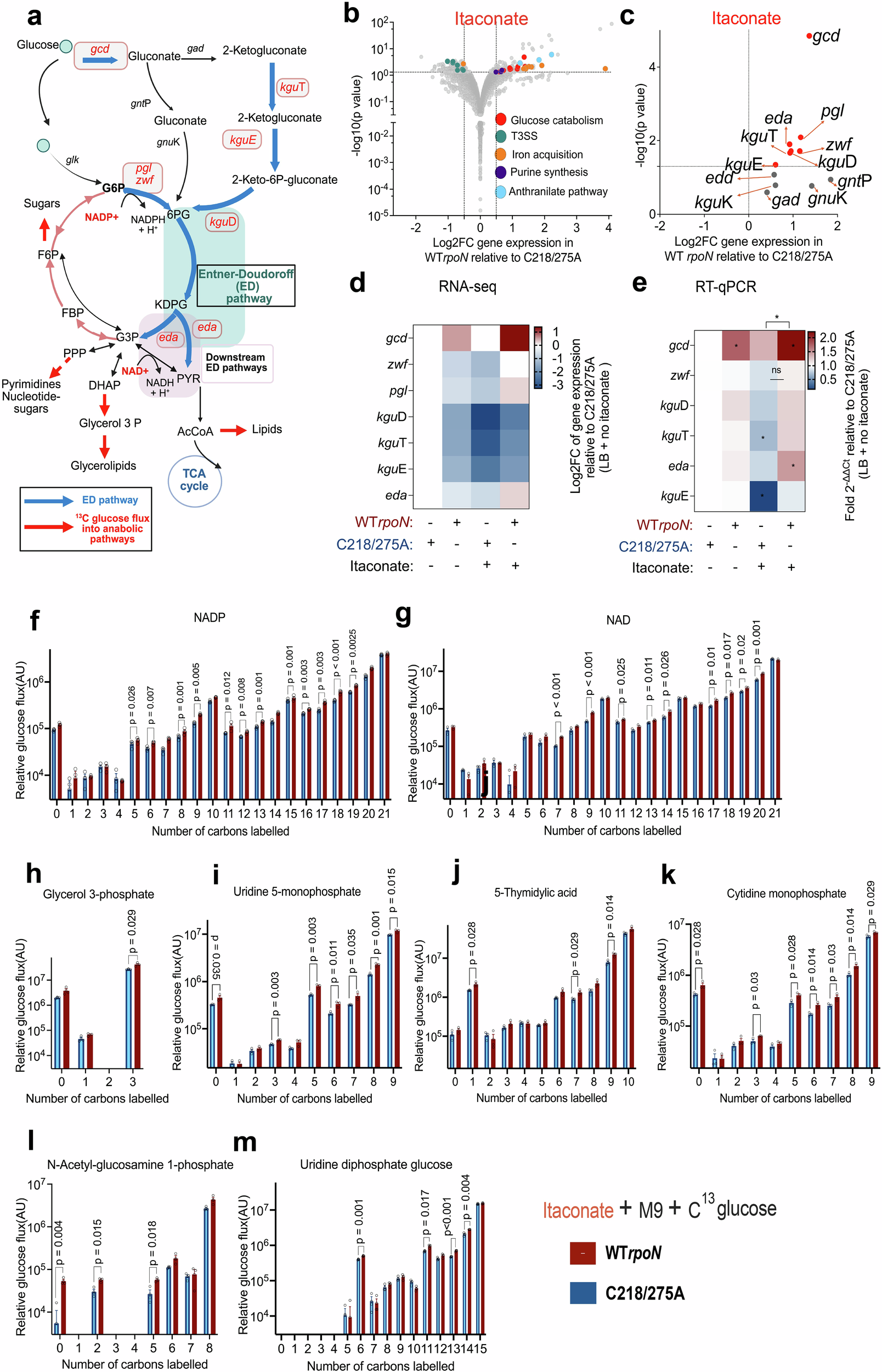 Fig. 3: Impact of RpoN S-itaconation on transcriptional profile and anabolic glucose utilization in P. aeruginosa.