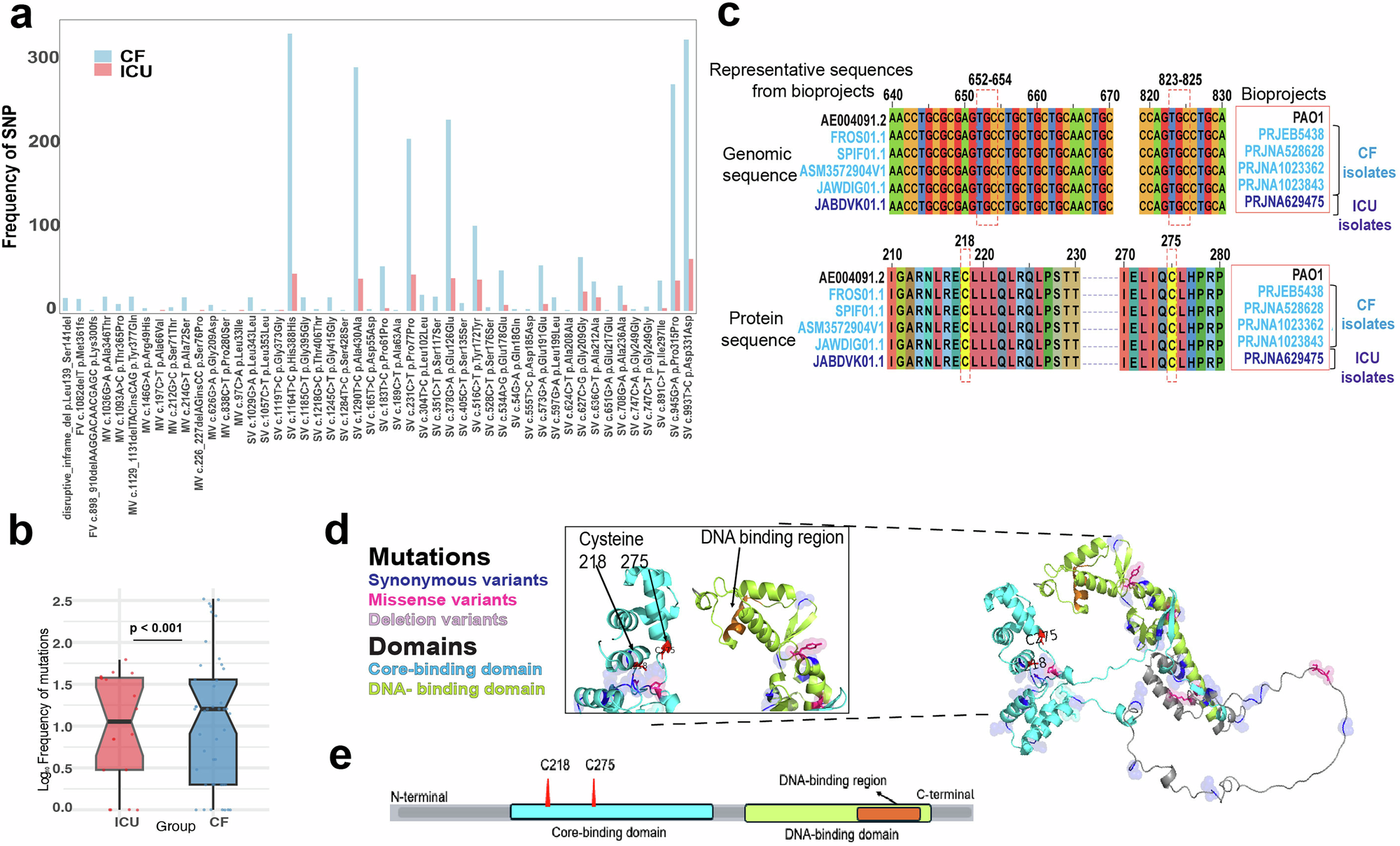 Fig. 4: Clinical isolates conserve RpoN cysteines modified by itaconate.