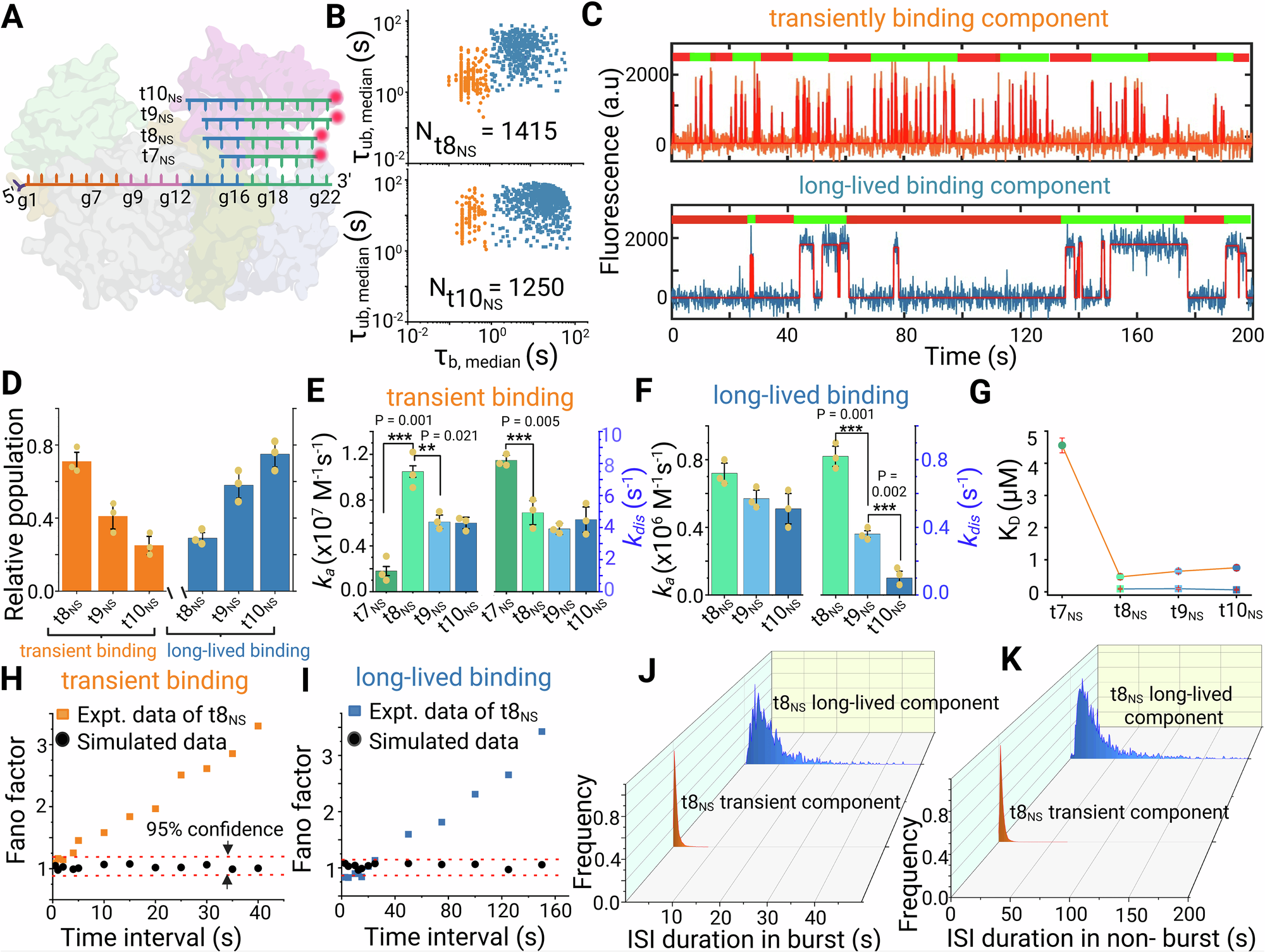 Fig. 4: Seed-independent binding of non-seed target mimic probes to miR-21 RISC with heterogeneous kinetics.