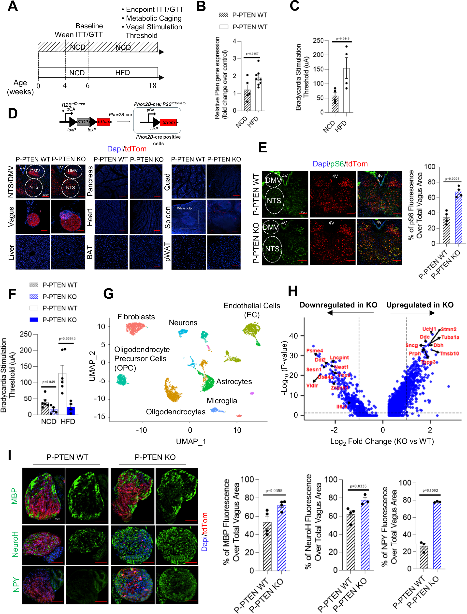 Fig. 1: PTEN deletion in vagal neurons enhances vagal output and leads to neurite growth gene signatures.