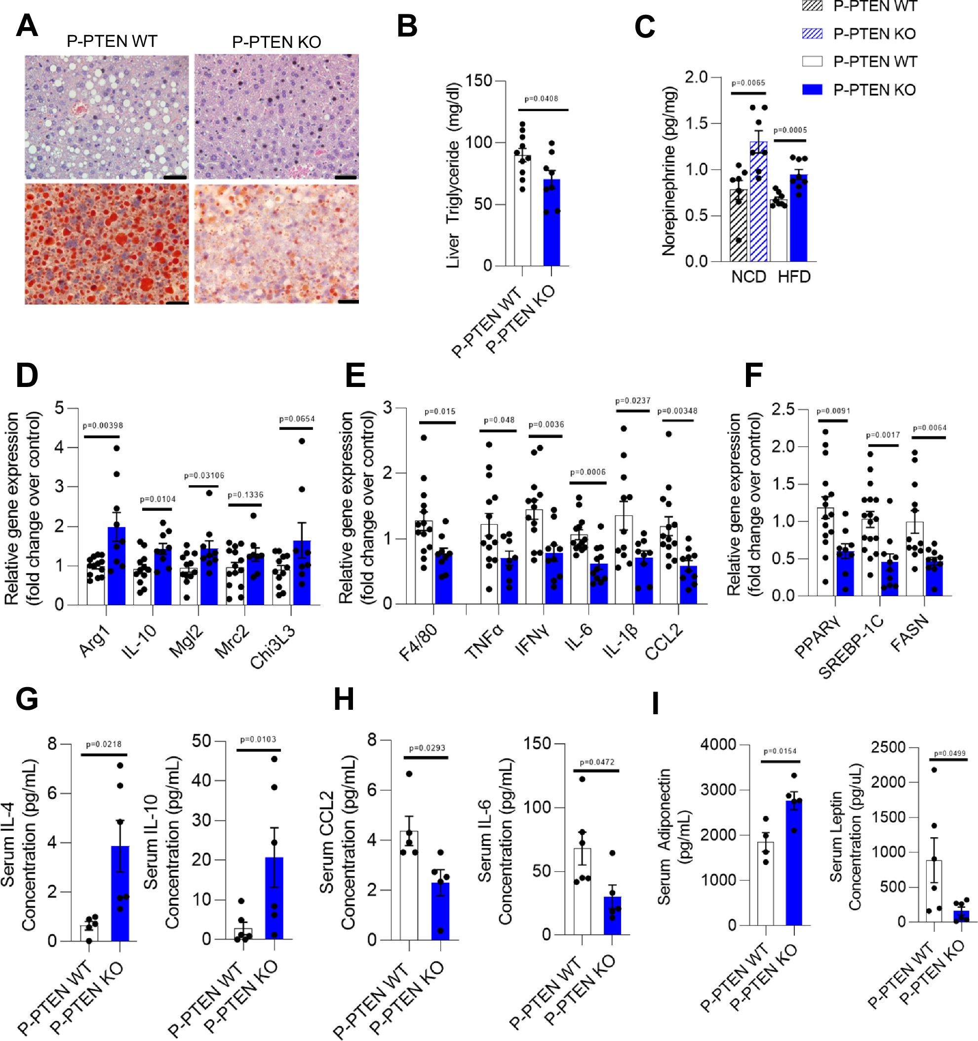 Fig. 4: Peripheral tissues of P-PTEN KO mice are protected against HFD-induced metabolic and inflammatory abnormalities.