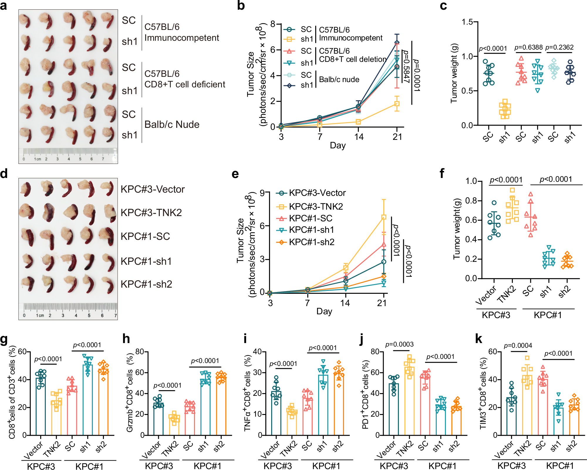 Fig. 3: Targeting TNK2 suppresses tumor growth in a CD8+ T cell-dependent fashion.