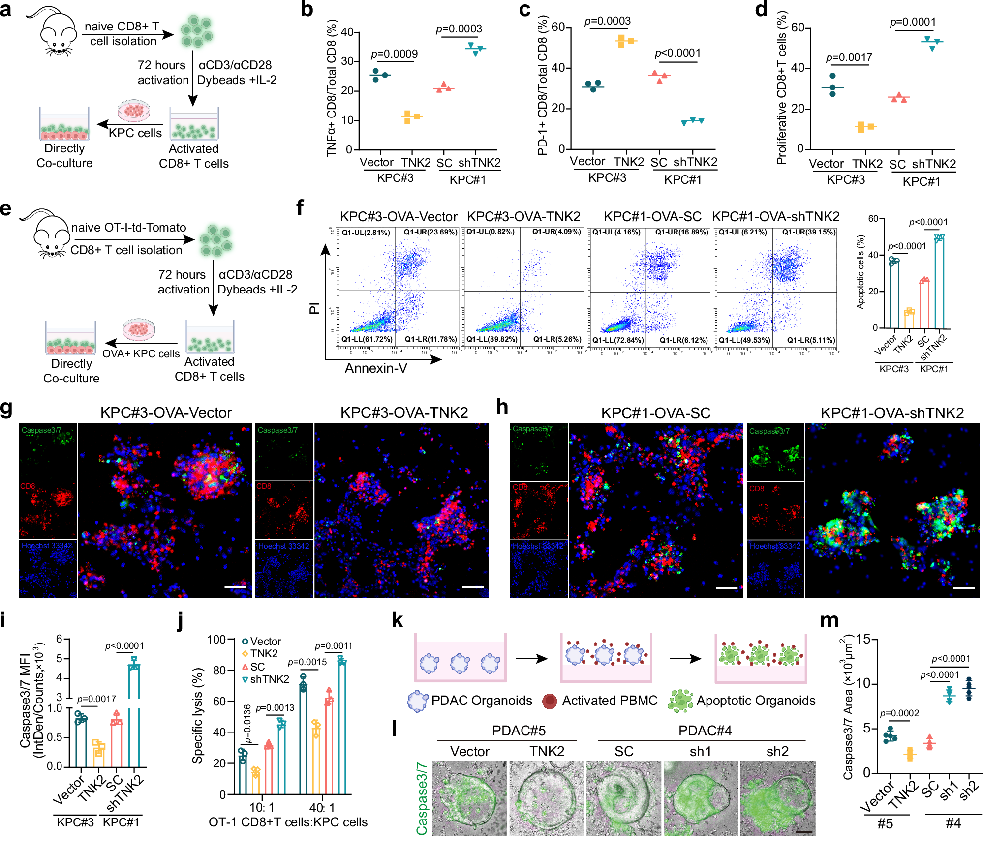Fig. 4: TNK2 impaired the CD8+ T cell function through cell-to-cell contact.