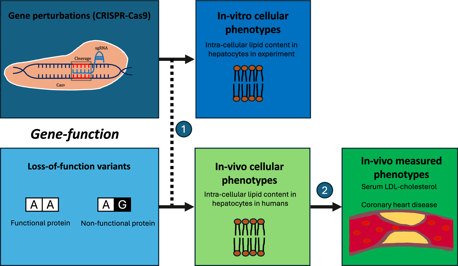 Fig. 1: Gene function, in vitro and in vivo phenotypes.