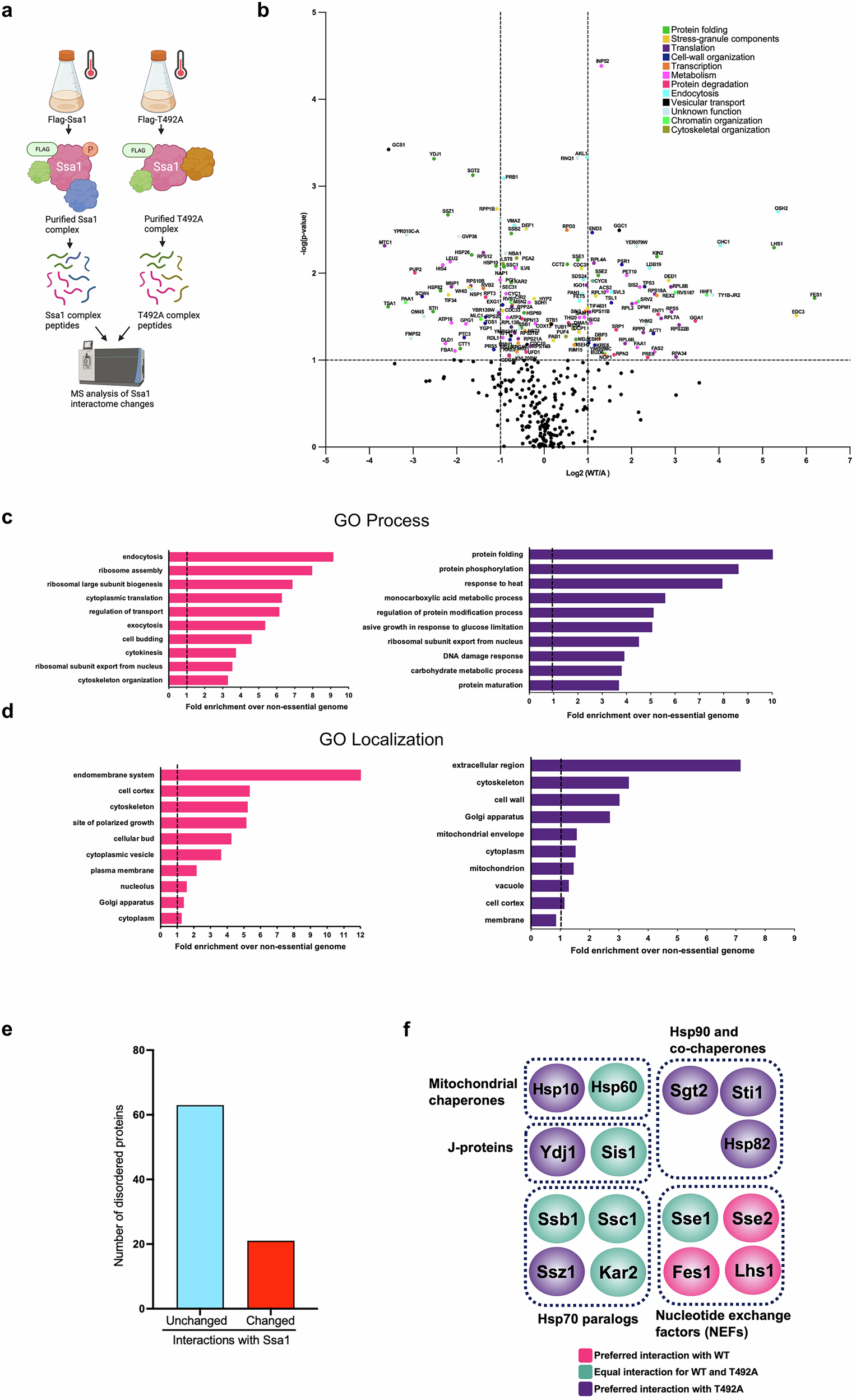 Fig. 3: Ssa1 T492 phosphorylation fine-tunes the epichaperome.