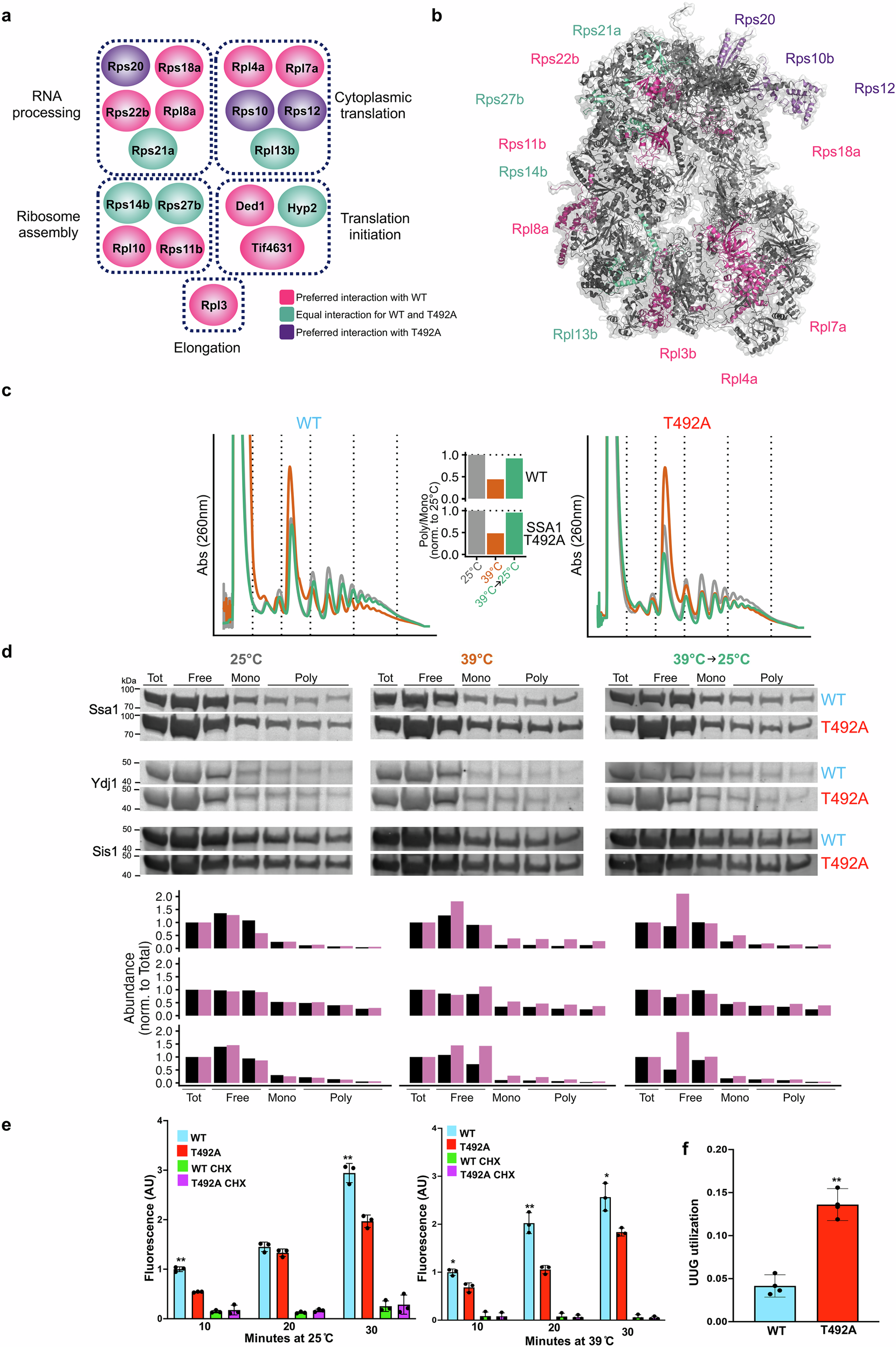 Fig. 5: T492 phosphorylation impacts heat-induced Ssa1-ribosome association and translational fidelity.