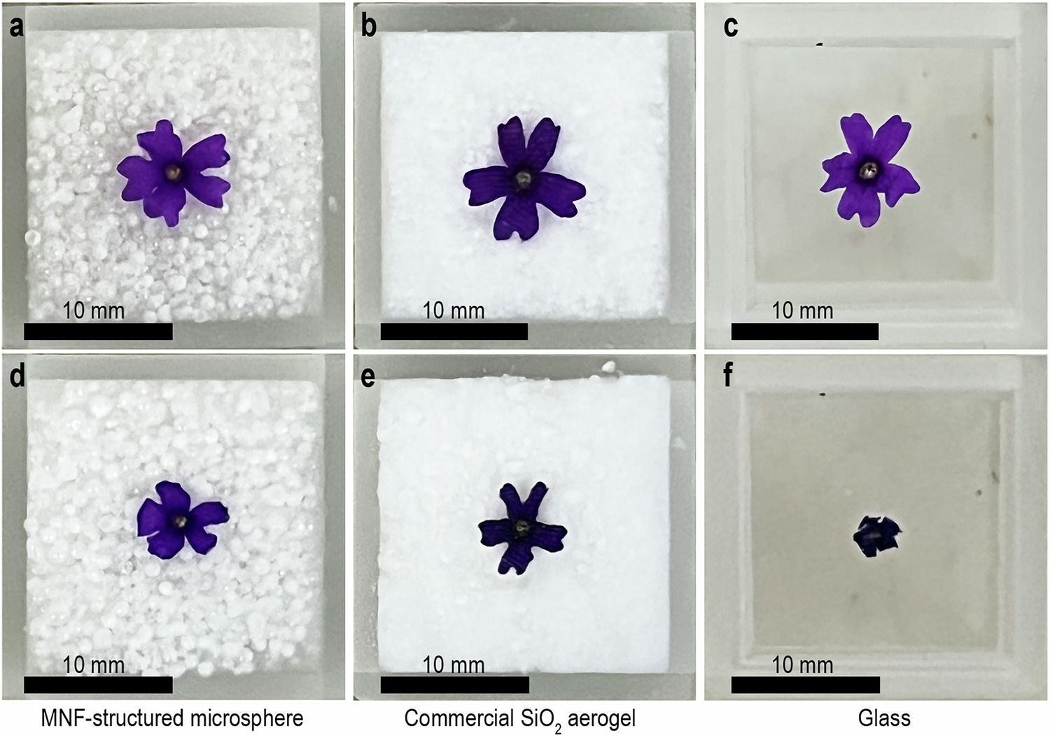 Fig. 5: Proof-of-concept for thermal insulation performance for protecting fresh petals from withering.