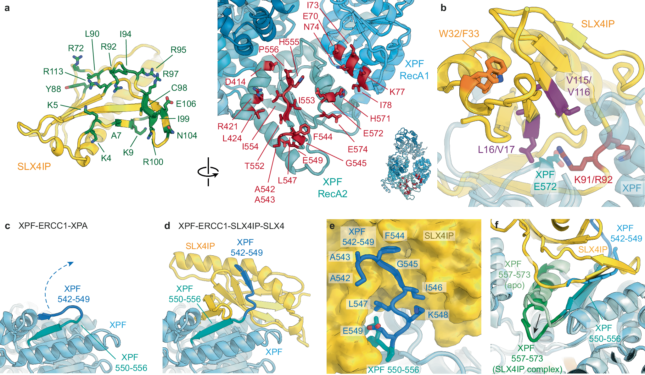 Fig. 6: Analysis of the XPF-SLX4IP interaction.