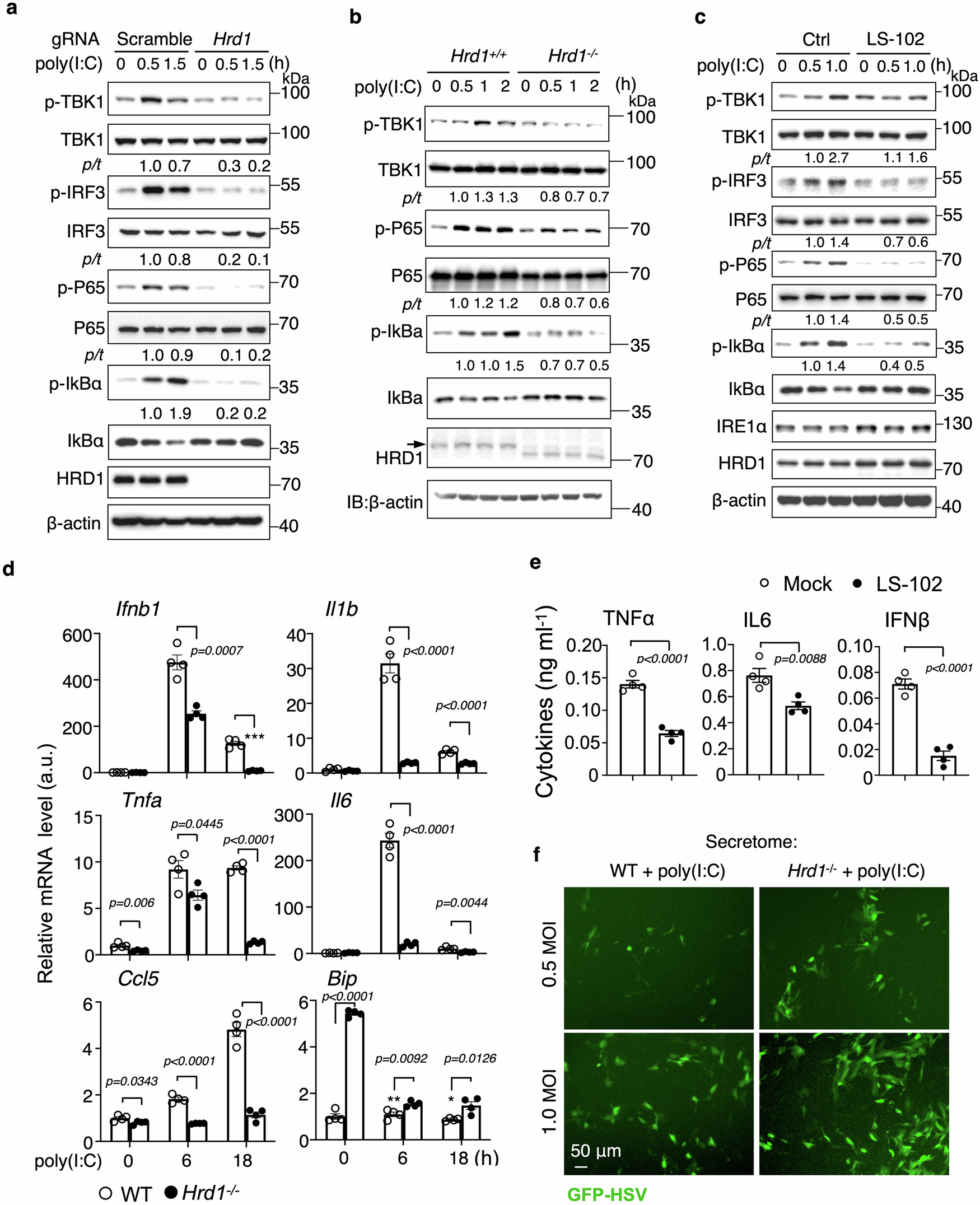 Fig. 2: HRD1 positively regulates TLR3-mediated immune signaling.