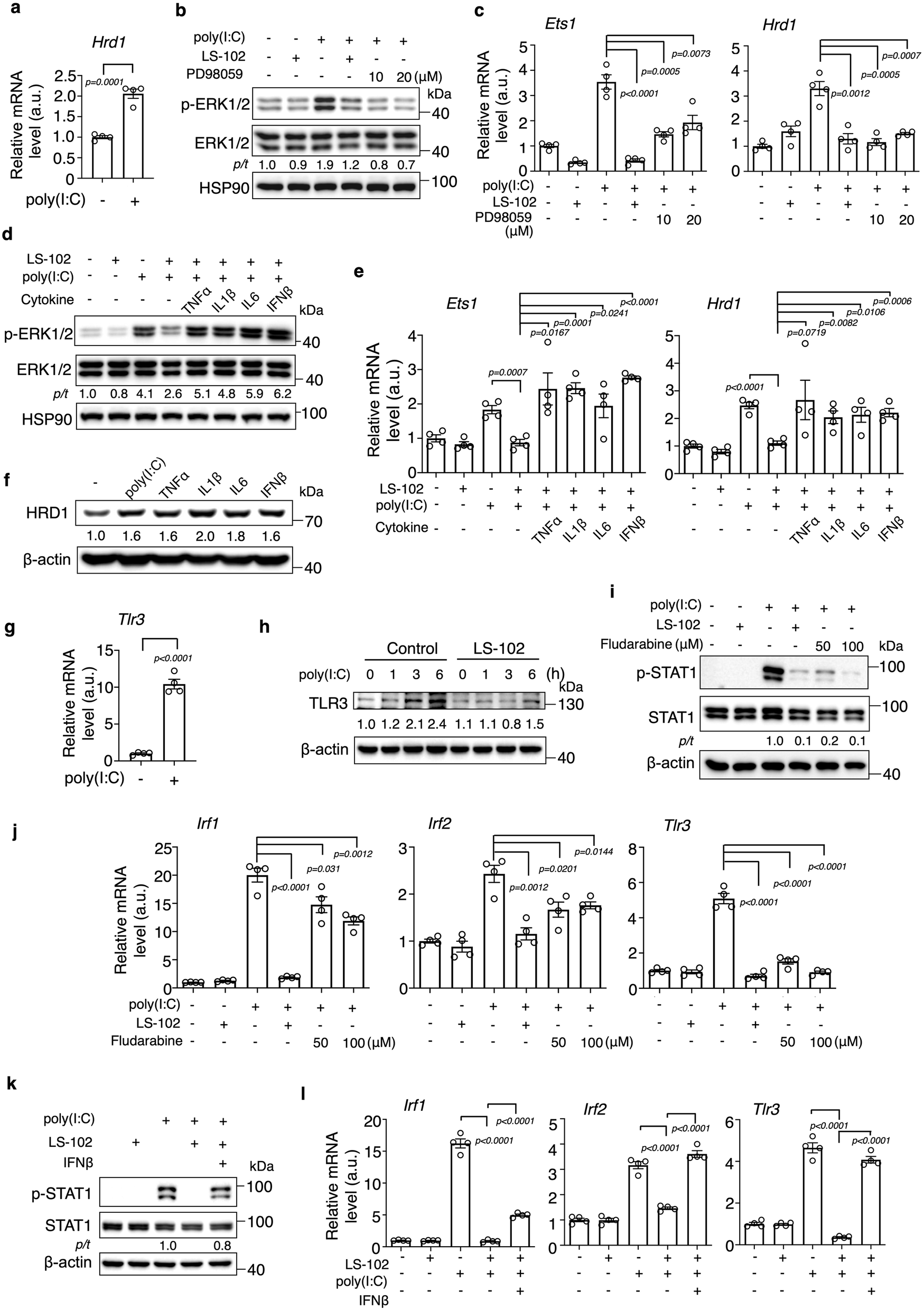 Fig. 3: HRD1 and TLR3 signaling form a positive feedback loop between each other.
