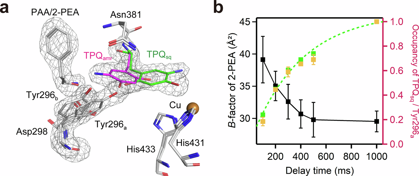 Fig. 4: Time-resolved structures of TPQamr and TPQsq with bound ligands.