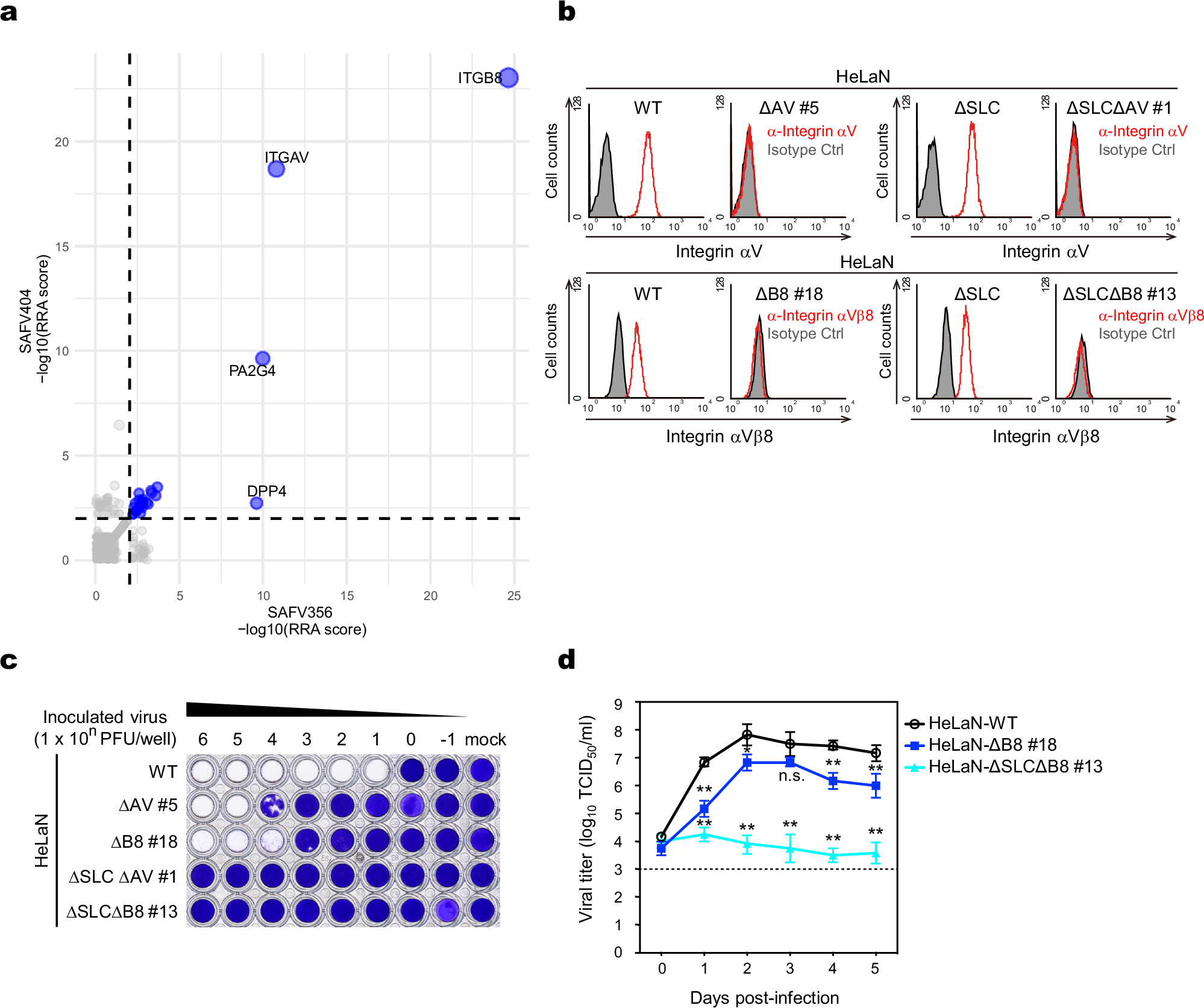 Fig. 2: ITGAV and ITGB8 are other major factors for SAFV-3 infection.