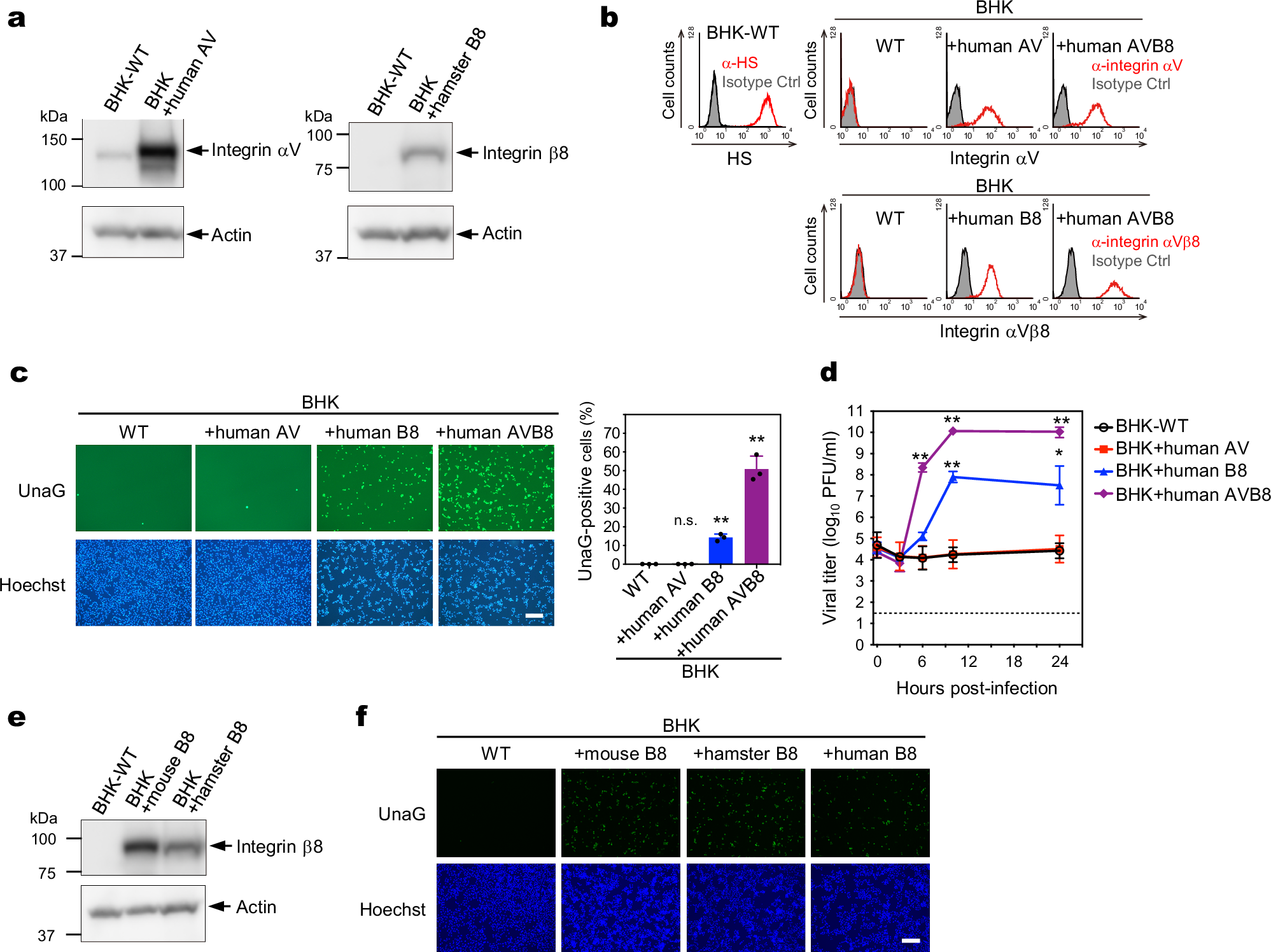 Fig. 4: SAFV-3 infection in BHK-21 cells expressing integrin β8 or αVβ8.