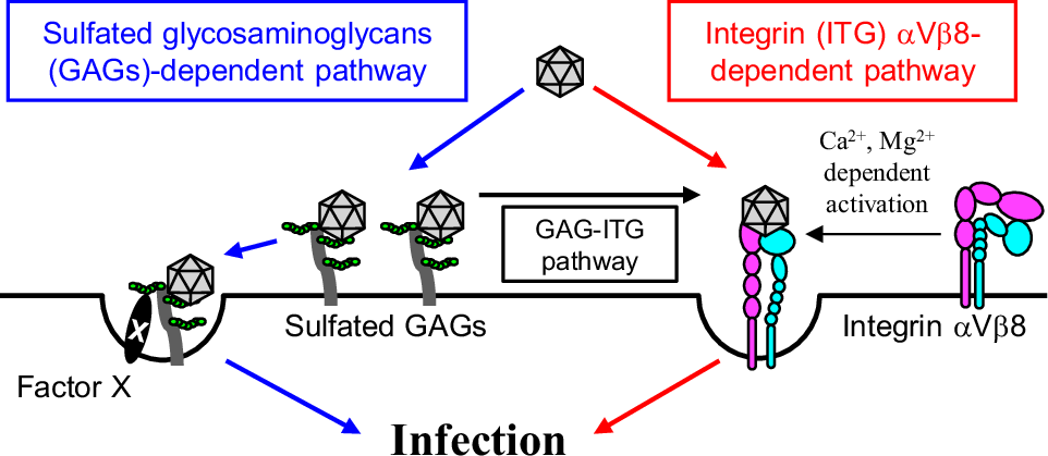 Fig. 9: A model for SAFV infection.