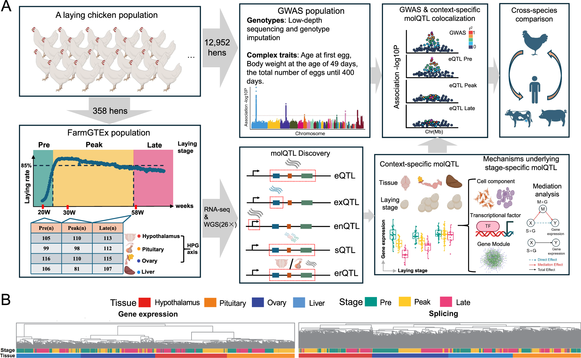 Fig. 1: Data summary of the chicken laying-stage GTEx data resource.