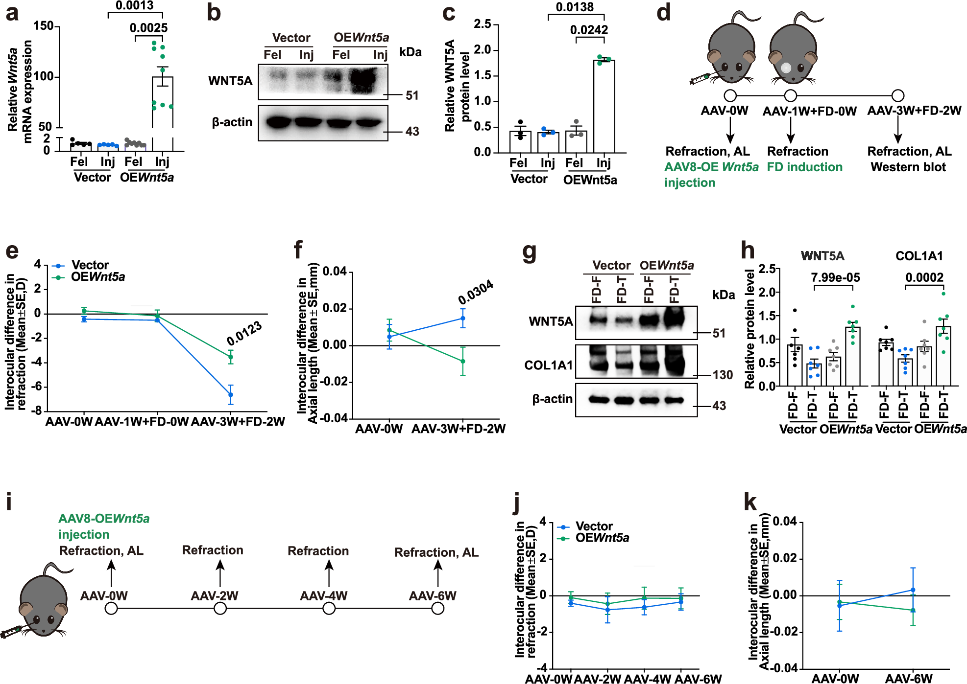 Fig. 5: Changes in refraction and ocular biometrics in vector-AAV- and OEWnt5a-AAV injected mice.