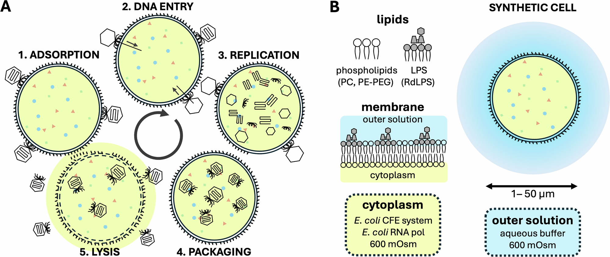 Fig. 1: Schematic representation of the phage infection cycle in SCs.
