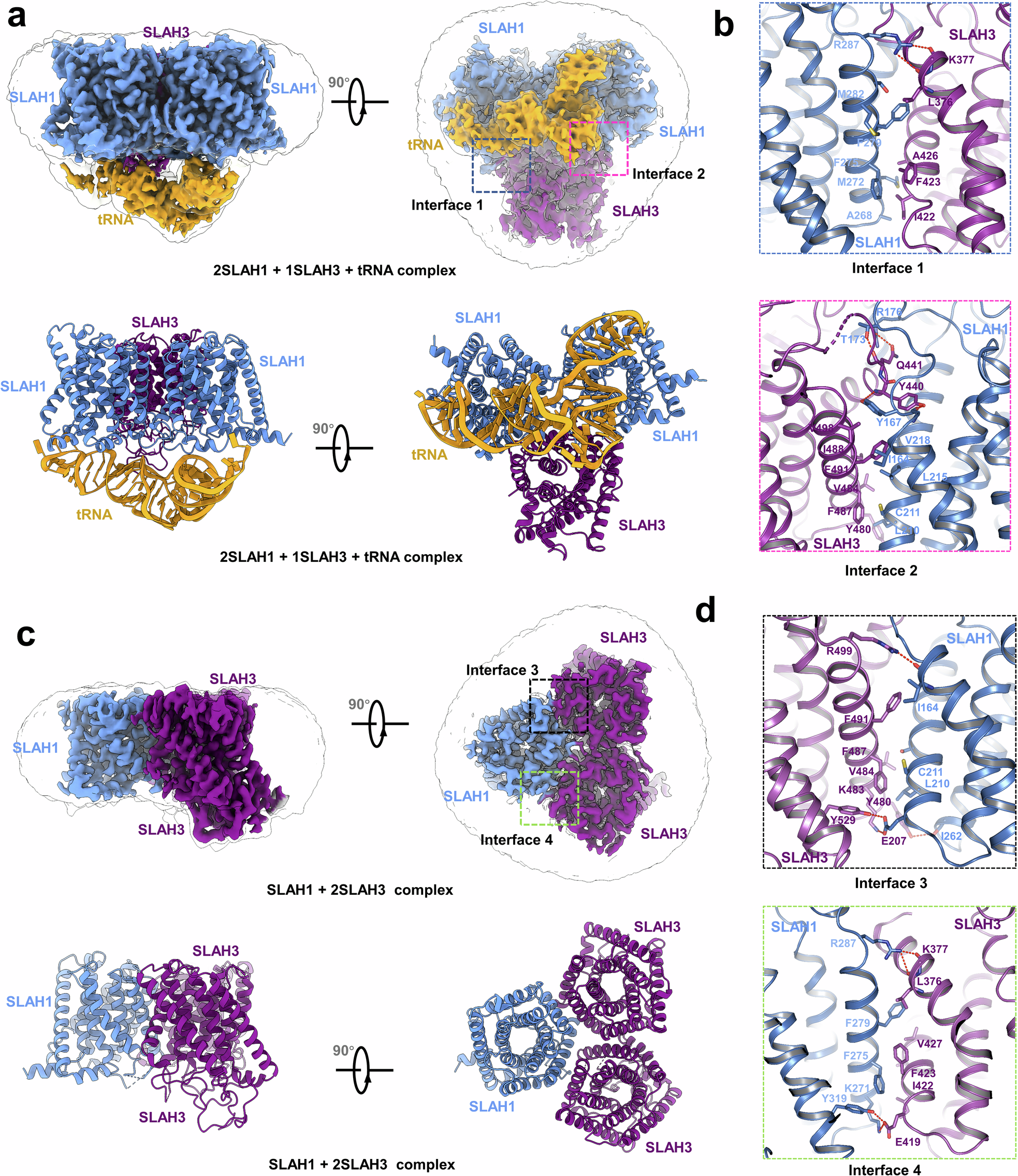 Fig. 3: Structural analysis of AtSLAH1-SLAH3 heterocomplex.