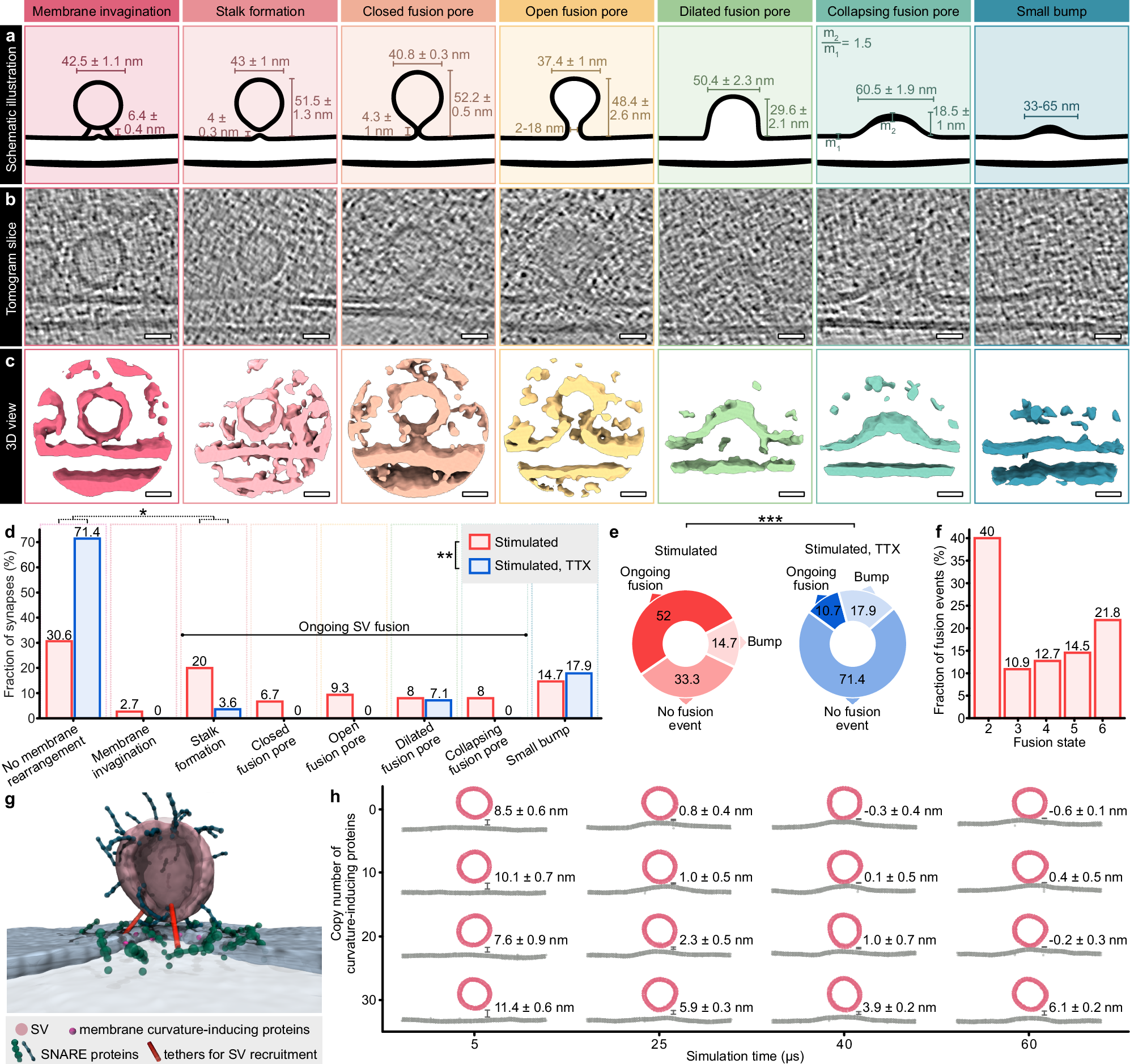 Fig. 3: Cryo-ET of synaptic vesicle fusion states.