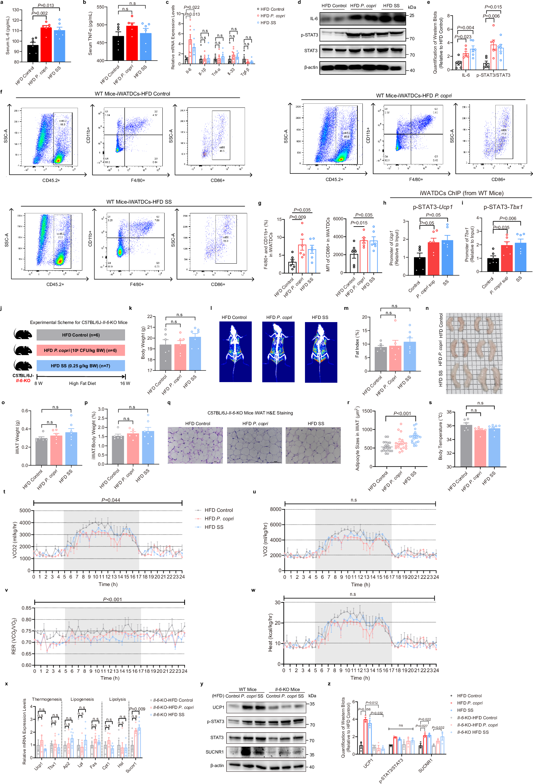 Fig. 5: The IL-6-STAT3 pathway plays a crucial role for iWAT browning in response to P. copri or succinate.