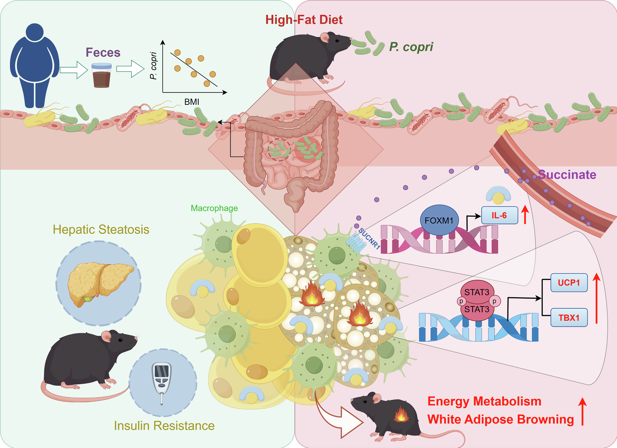 Fig. 8: The model diagram of how Prevotella copri promotes white adipose browning and ameliorates adiposity.