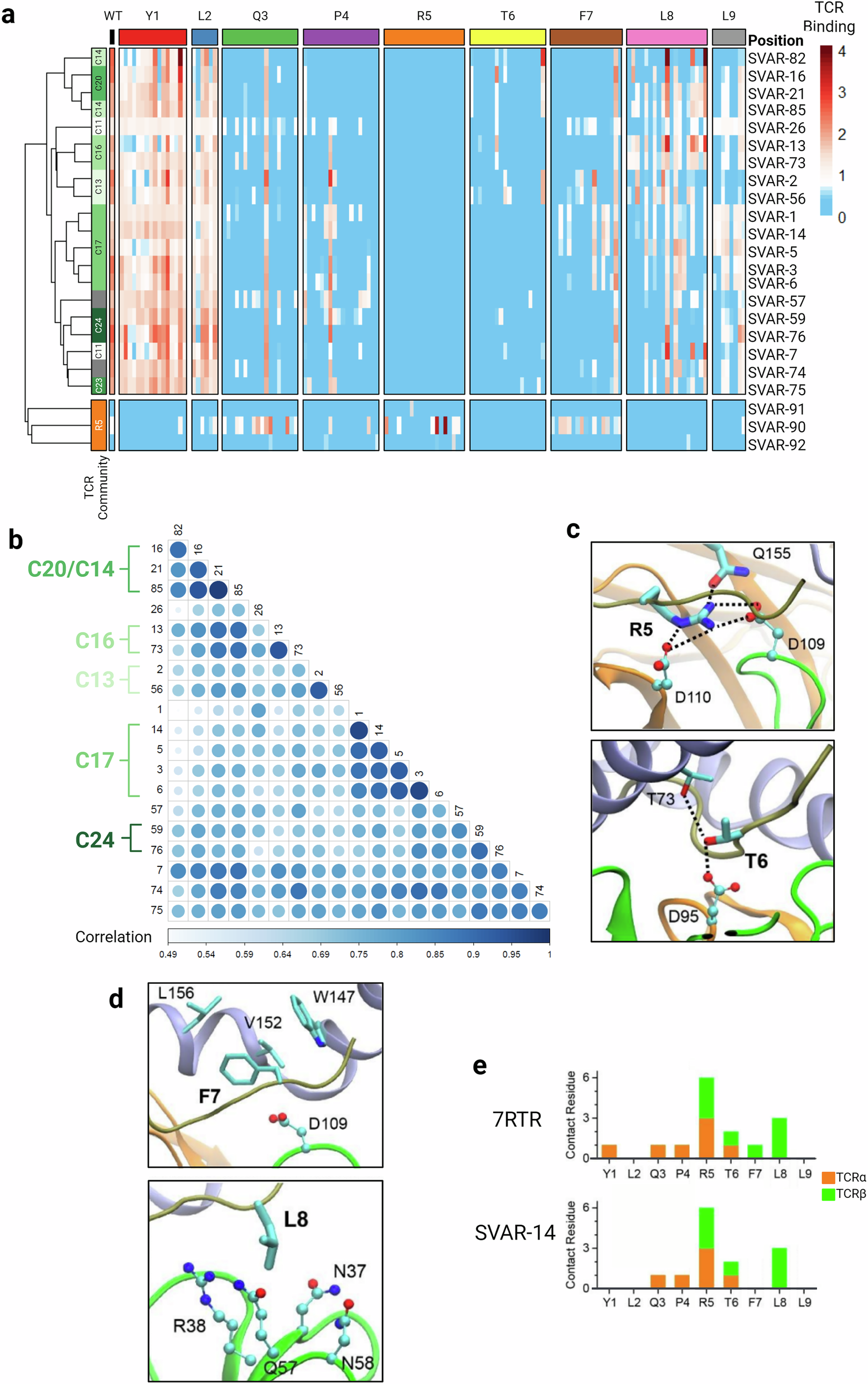 Fig. 4: Structural analysis of vaccine-elicited TCRs in complex with pMHC reveals a critical amino acid residue restricting mutation coverage.