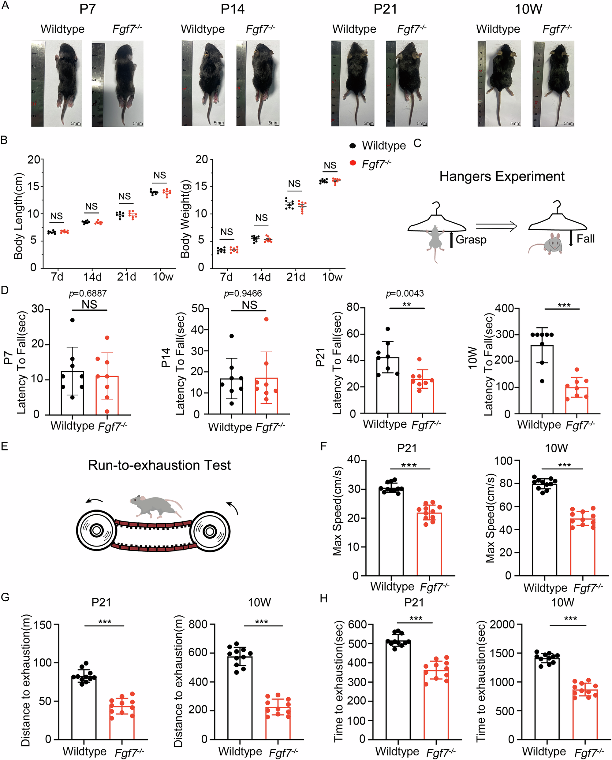 Fig. 1: Impaired motor function in Fgf7−/− mice compared to wildtype mice.