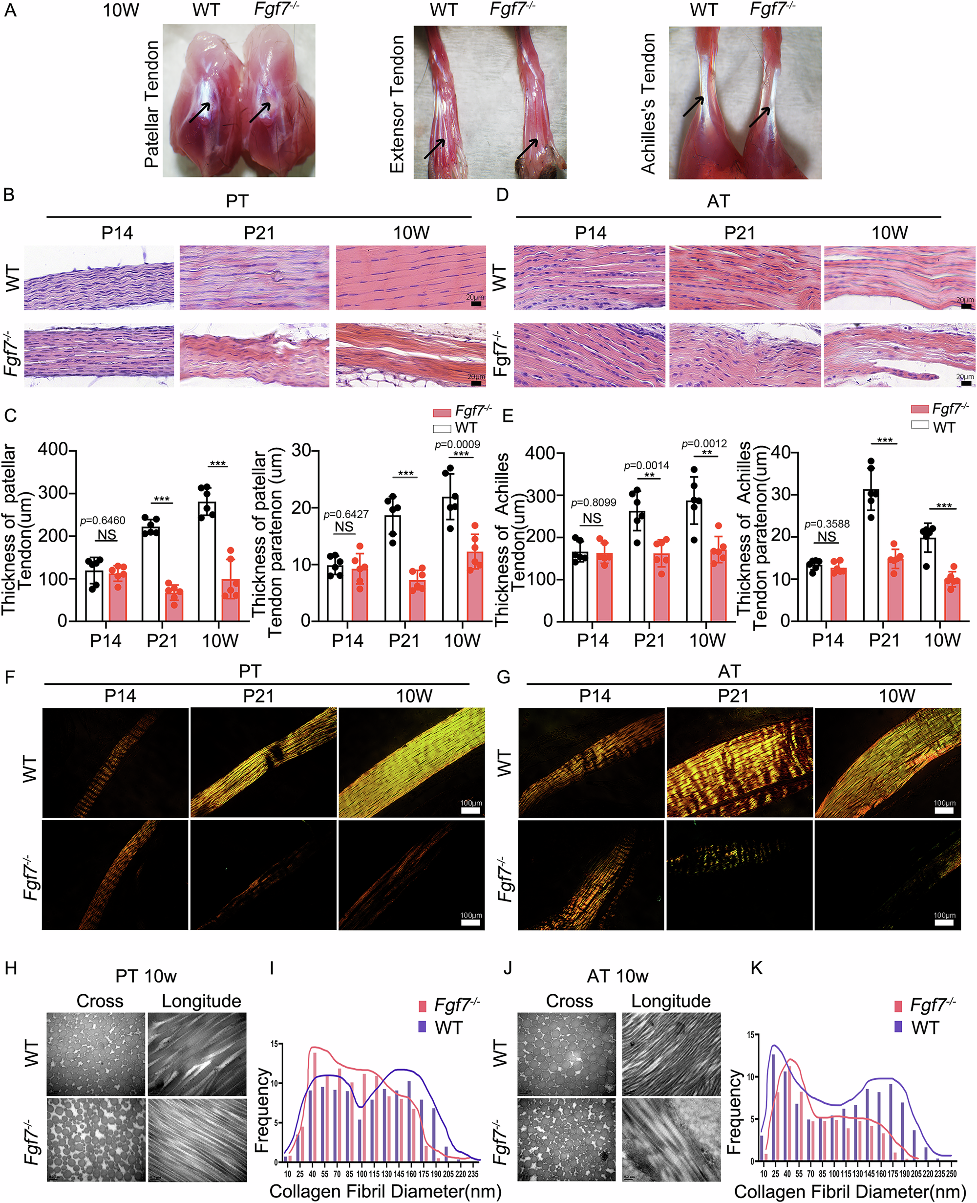 Fig. 2: Macro-, micro-, and nano-structural abnormalities in load-bearing tendons of Fgf7−/− mice.