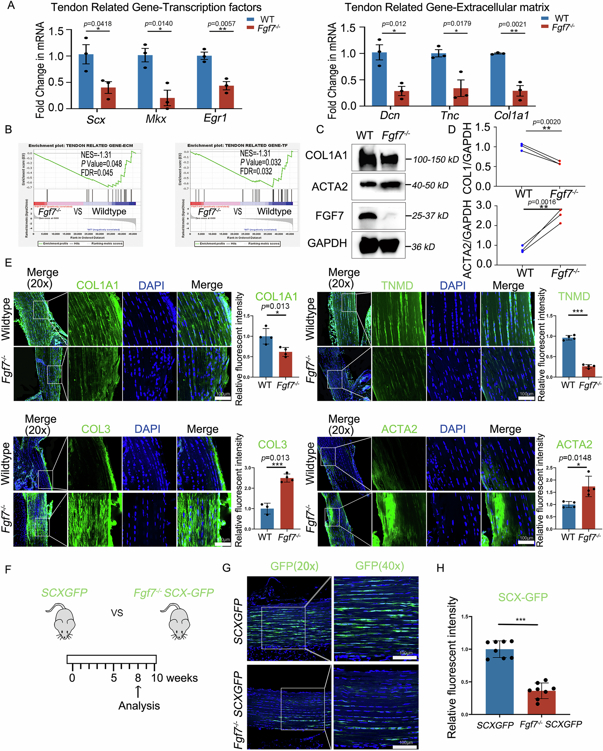 Fig. 3: Tendon matrix assembly disorder phenotype in tendons under mechanical load in Fgf7−/− mice.