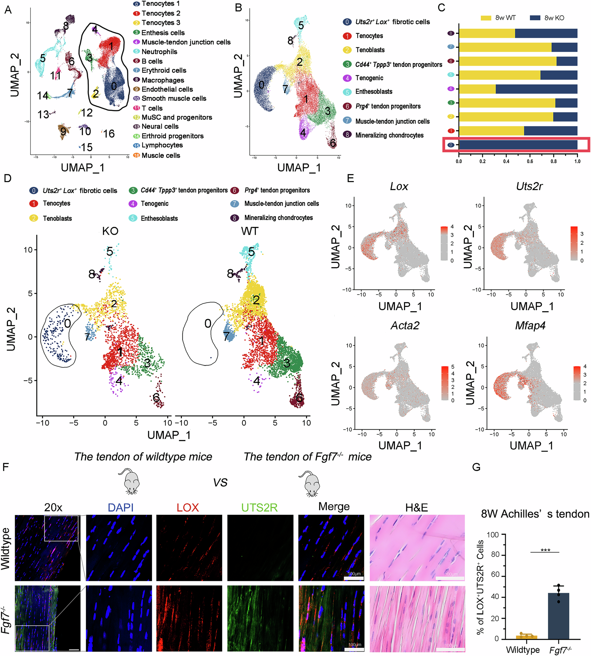 Fig. 5: Fgf7 knockout leads to the emergence of the Lox+Uts2r+ subcluster in Achilles tendon tissues.