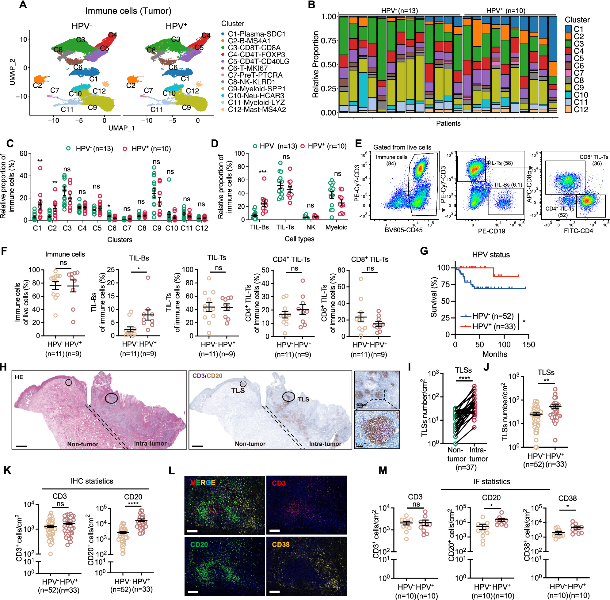 Fig. 2: Tumor-infiltrating B cells and tertiary lymphoid structures are enriched in HPV+ PSCC.