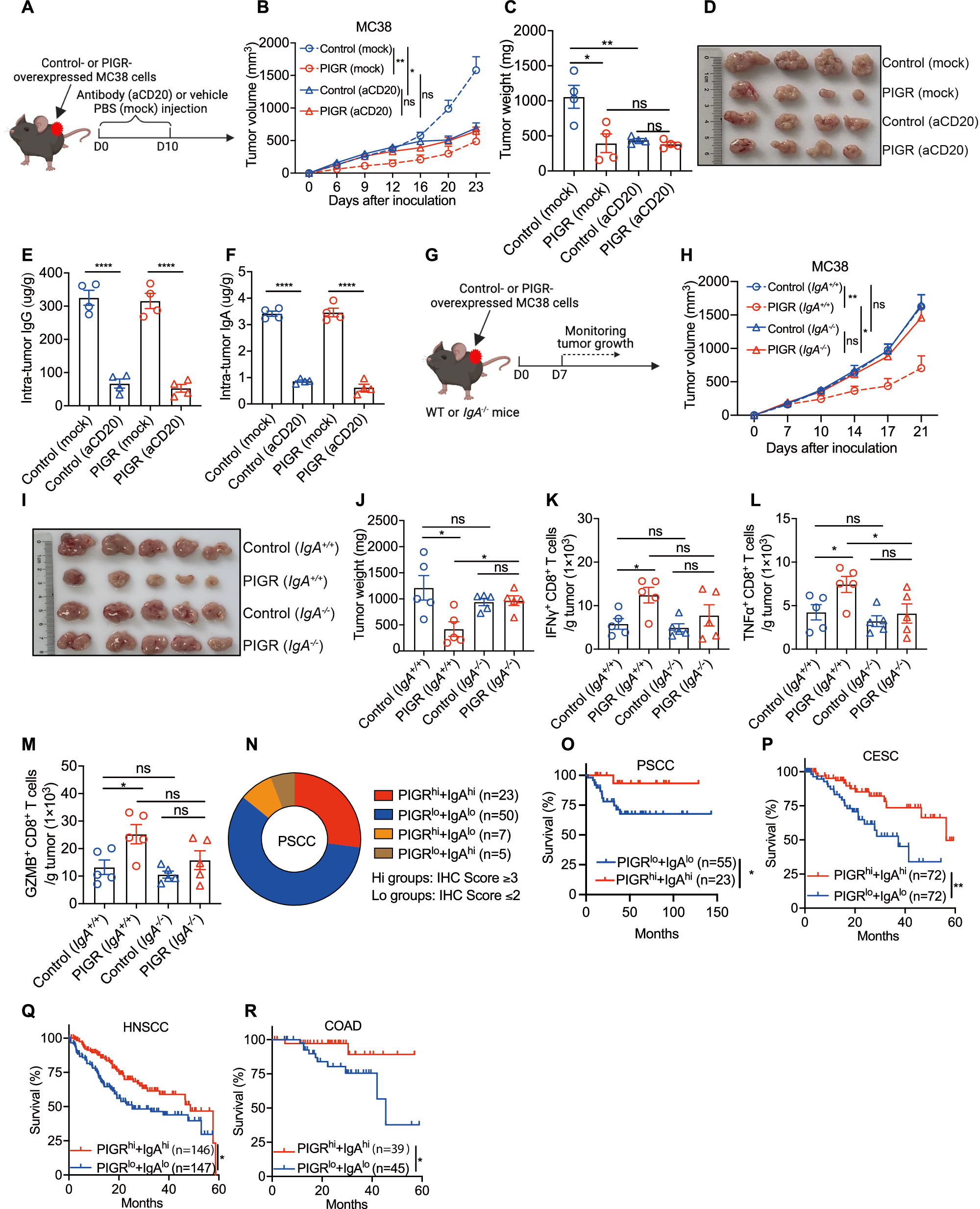 Fig. 6: PIGR-mediated IgA transcytosis promotes anti-tumor activity in vivo.