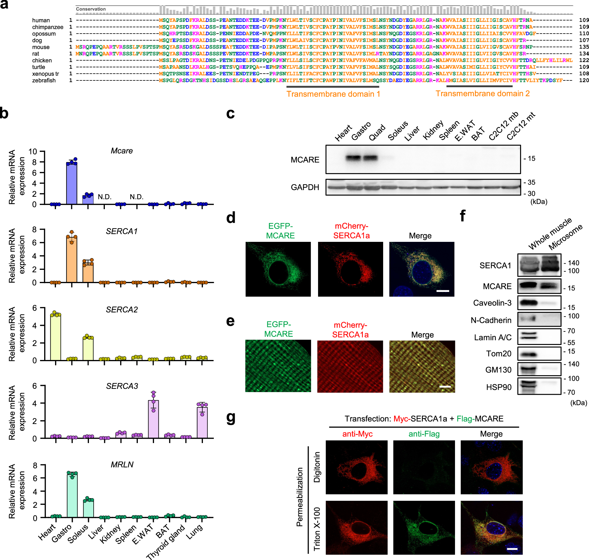 Fig. 1: MCARE is predominantly expressed in fast-twitch muscle and localizes to the SR.