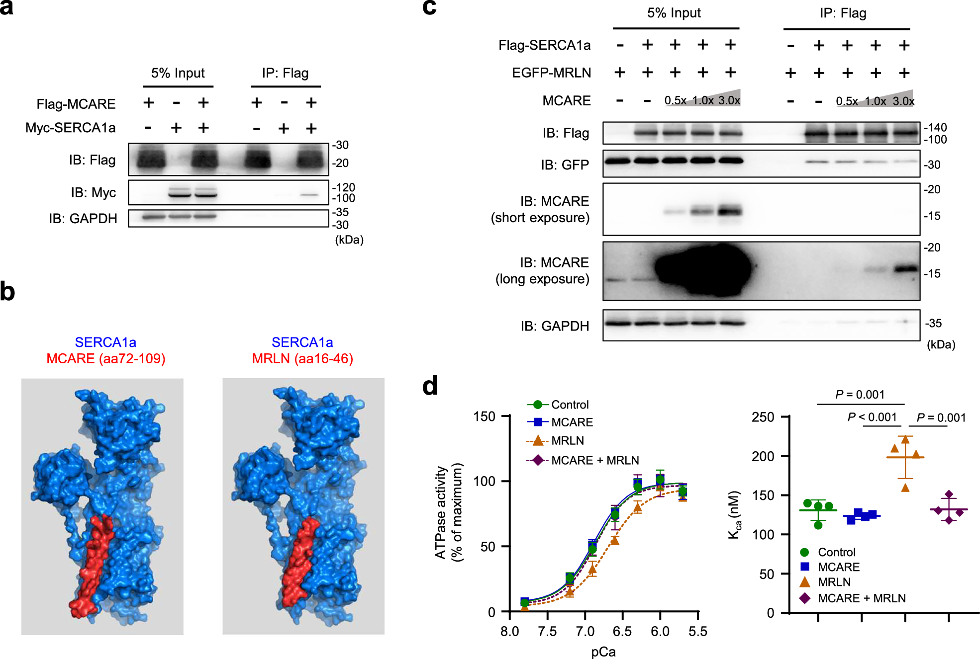 Fig. 3: MCARE displaces MRLN and enhances SERCA activity.