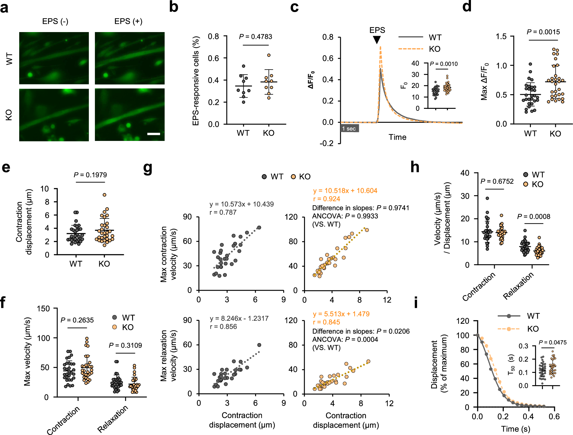 Fig. 4: Loss of Mcare impairs EPS-evoked Ca2+ responses and muscle relaxation in primary myotubes.